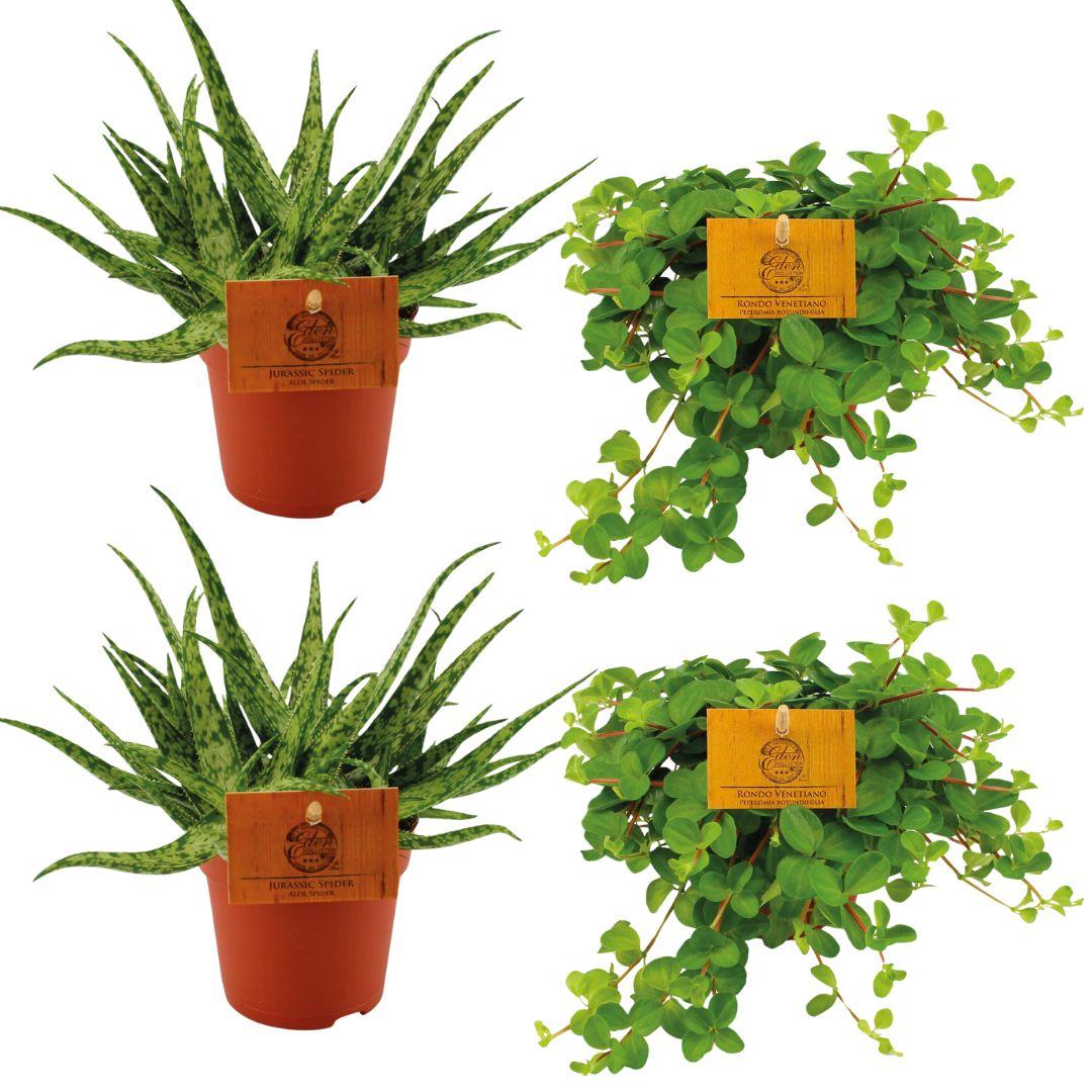 4er Set Aloe Spider & Peperomia Rotundifolia Ø10,5 cm – Pflegeleicht & Trendig