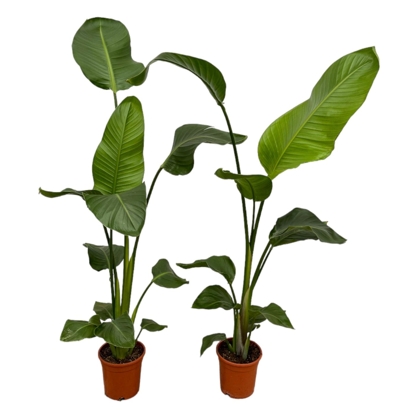 2x Strelitzia Nicolai – Exotische, pflegeleichte Zimmerpflanze 100 cm