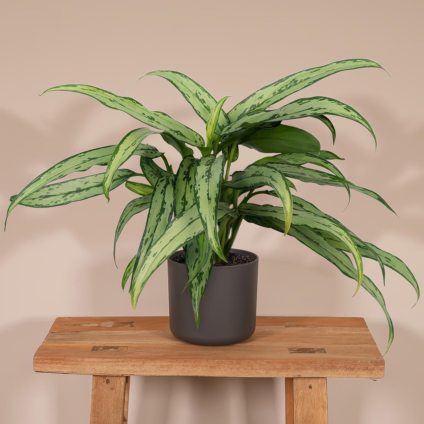 Aglaonema Cutlass – Pflegeleichte Zimmerpflanze Ø30cm