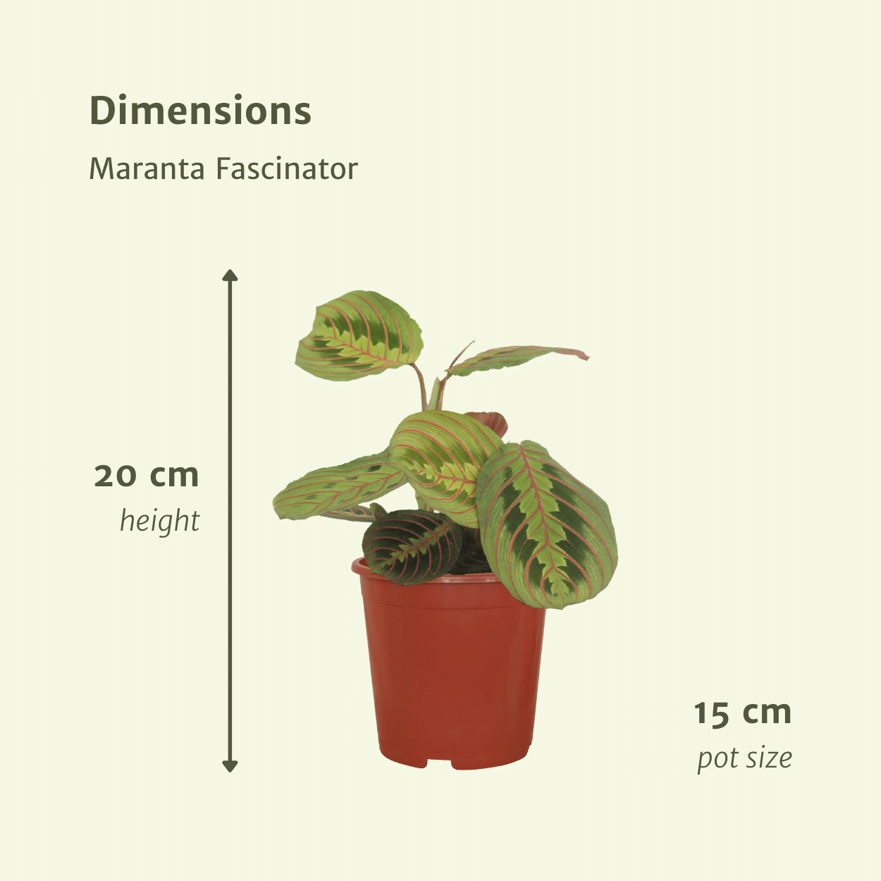 Maranta Fascinator (Gebetspflanze) – 2er Set Ø12cm