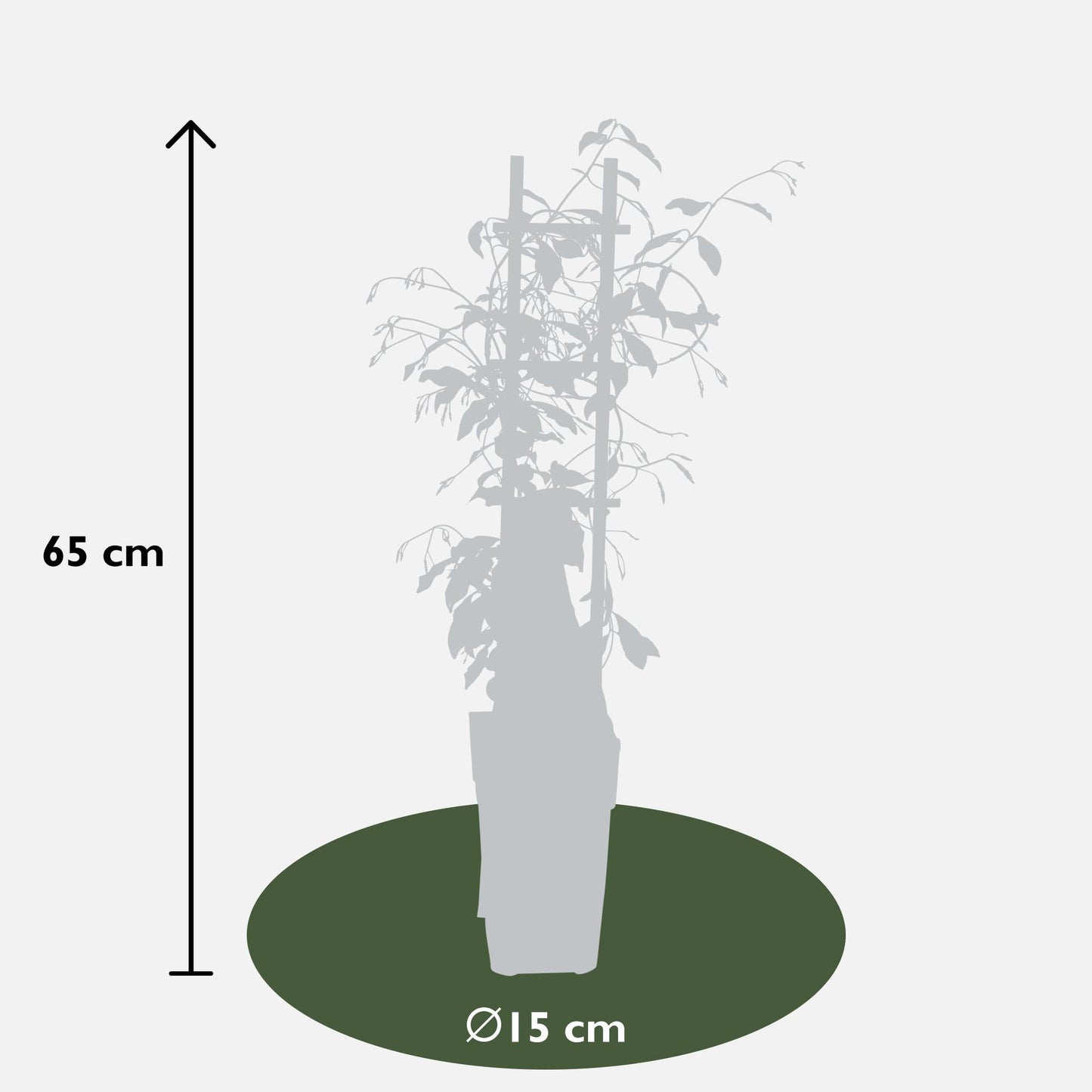 3er-Set Trachelospermum Mix – Duftende Kletterpflanzen Ø15cm