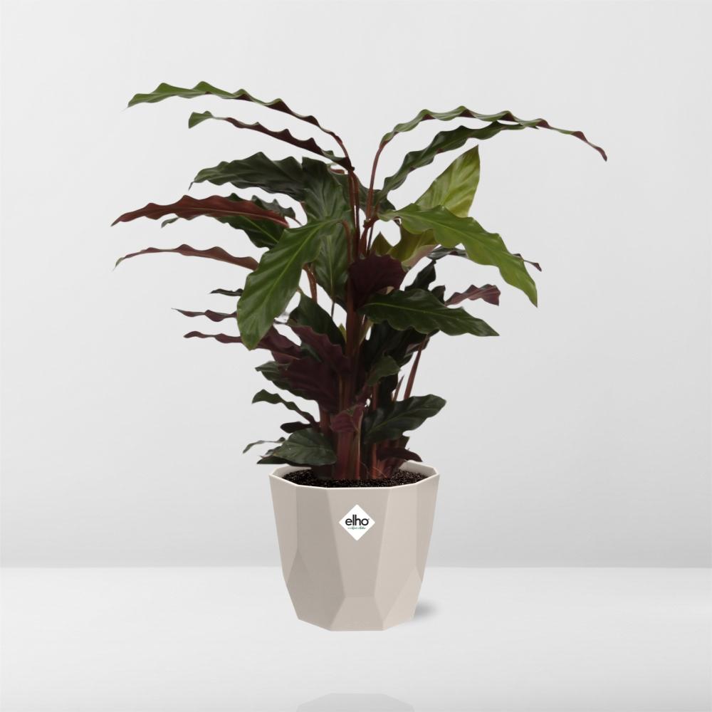 Calathea Rufibarba ‘Tropistar’ – Tropische Zimmerpflanze im ELHO Topf 14 cm