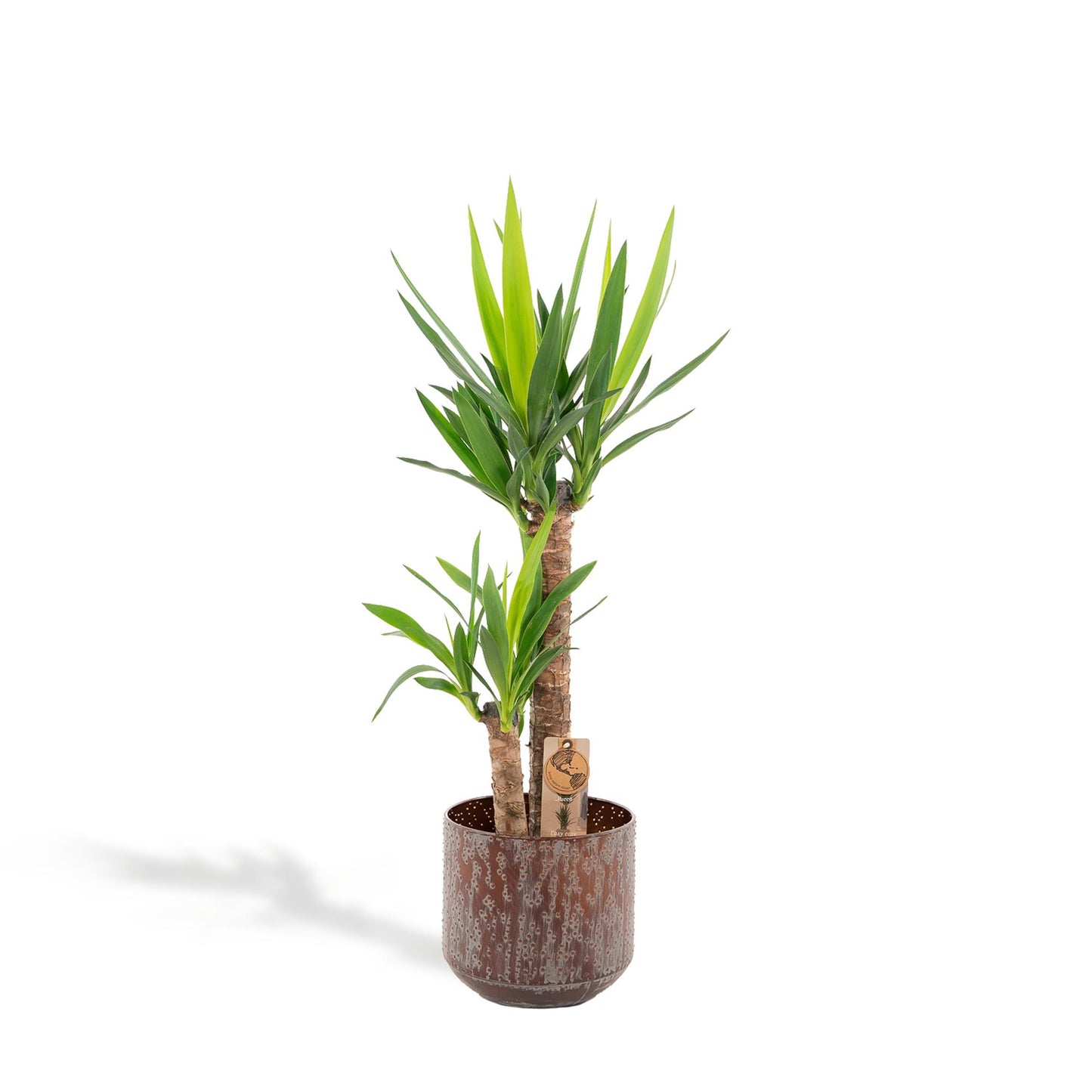 Yucca mit Topf – 100 cm – Ø 21 cm