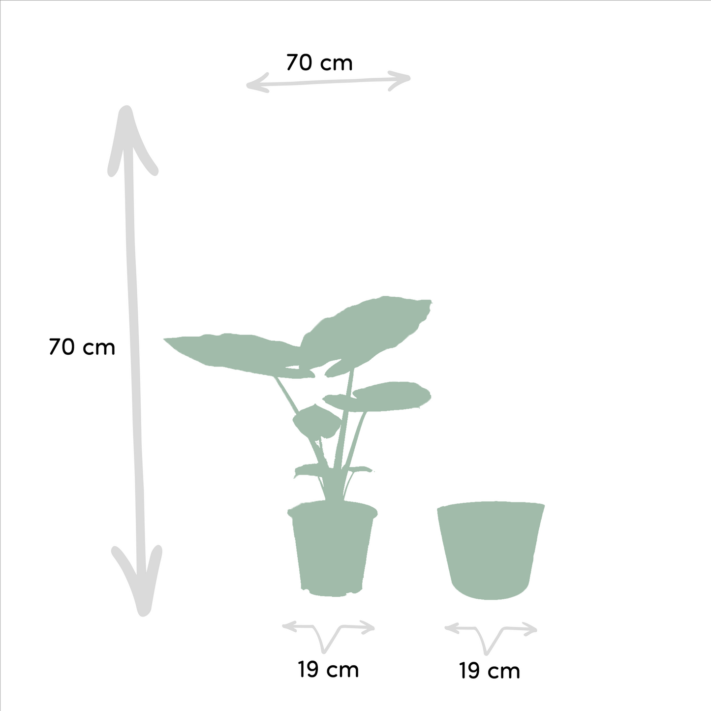 Tropisches Zimmerpflanzen-Set mit Strelitzia & Alocasia im Korb