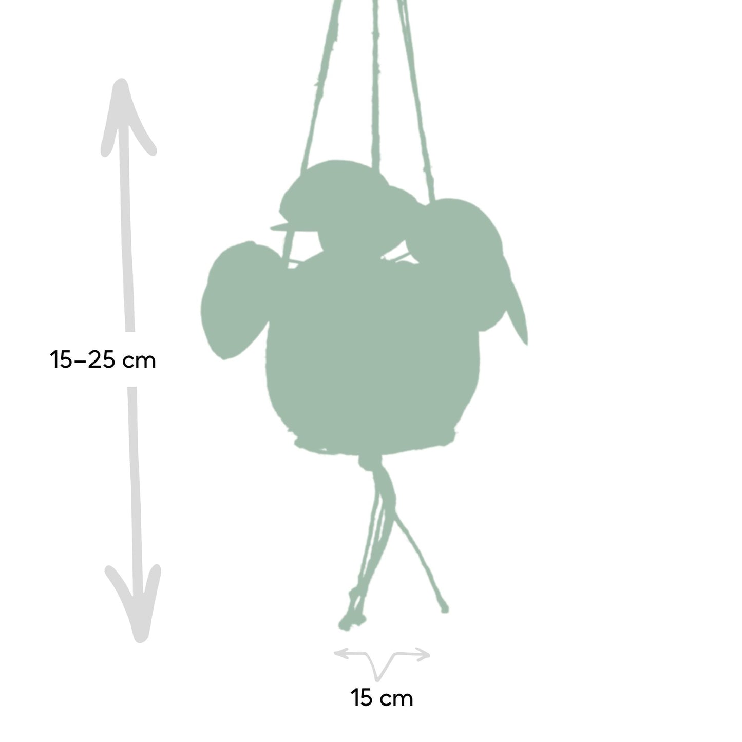 Kokedama Pilea Peperomioides Ø15cm – Pflegeleichte Zimmerpflanze