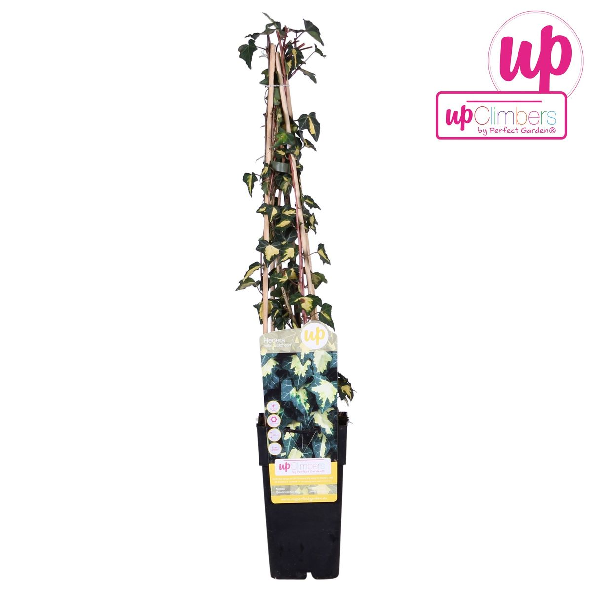 Hedera helix 'Goldheart' – Pflegeleichte Efeupflanze Ø15cm