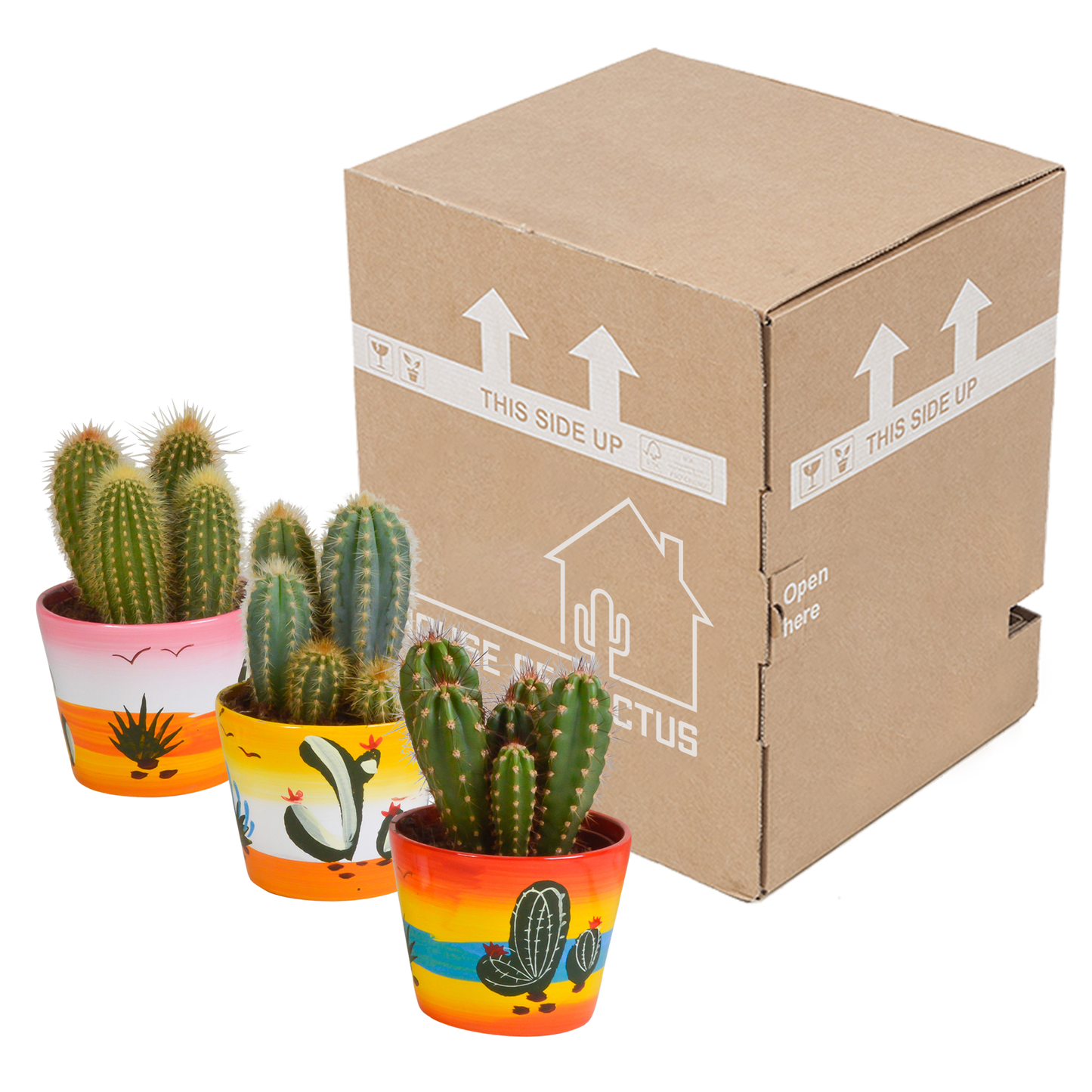 Cereus 3er Set in handbemaltem Mexicaanse Pot