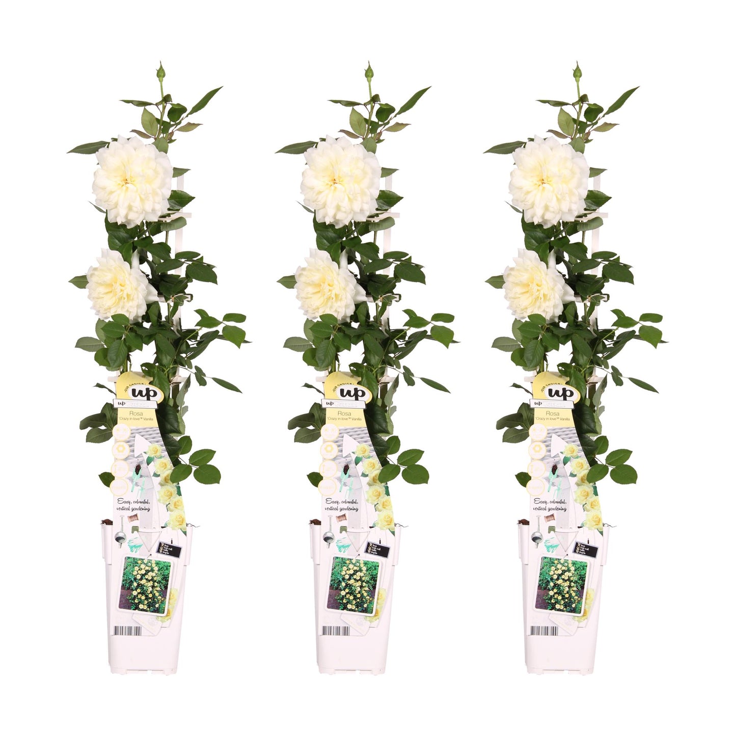 Kletterrose 'Vanilla' – Cremeweiße Blüten, 65 cm