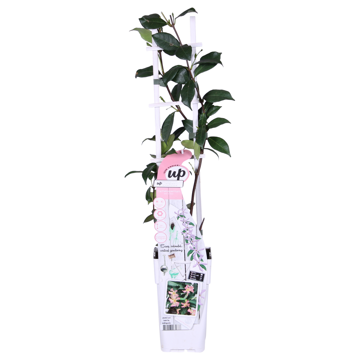 2x Trachelospermum 'Star of Ibiza' – Duftende Kletterpflanze Ø15cm