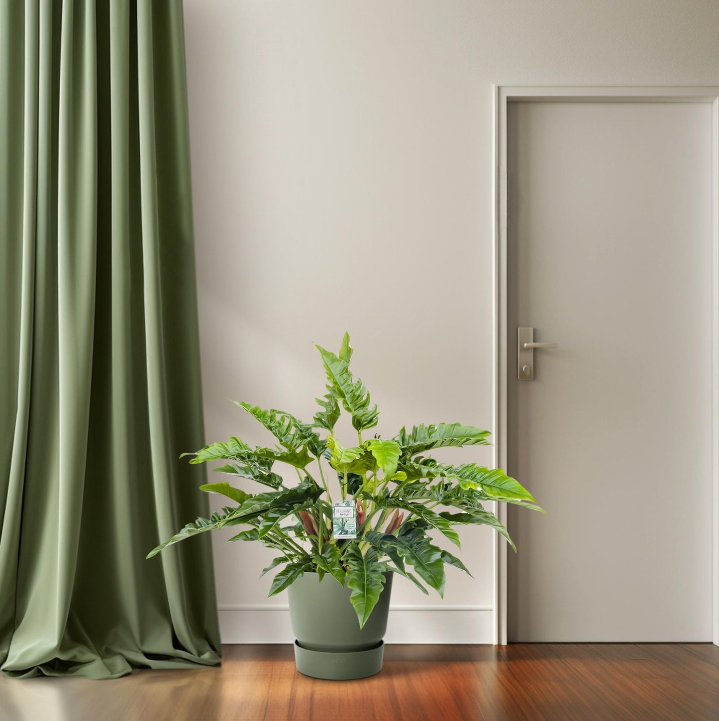 Philodendron Rambo – Pflegeleichte Tropische Zimmerpflanze 65 cm