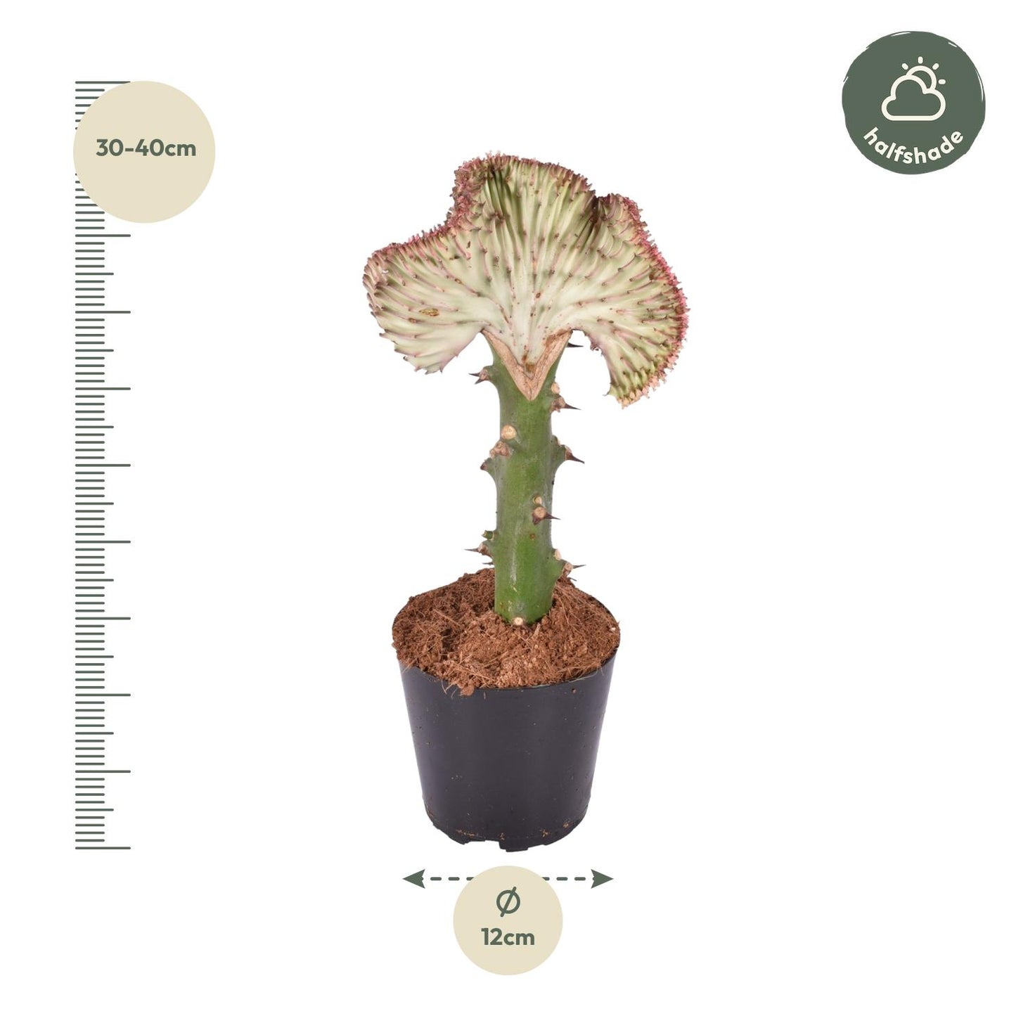 Euphorbia lactea Cristata – Korallen-Kaktus, 35 cm