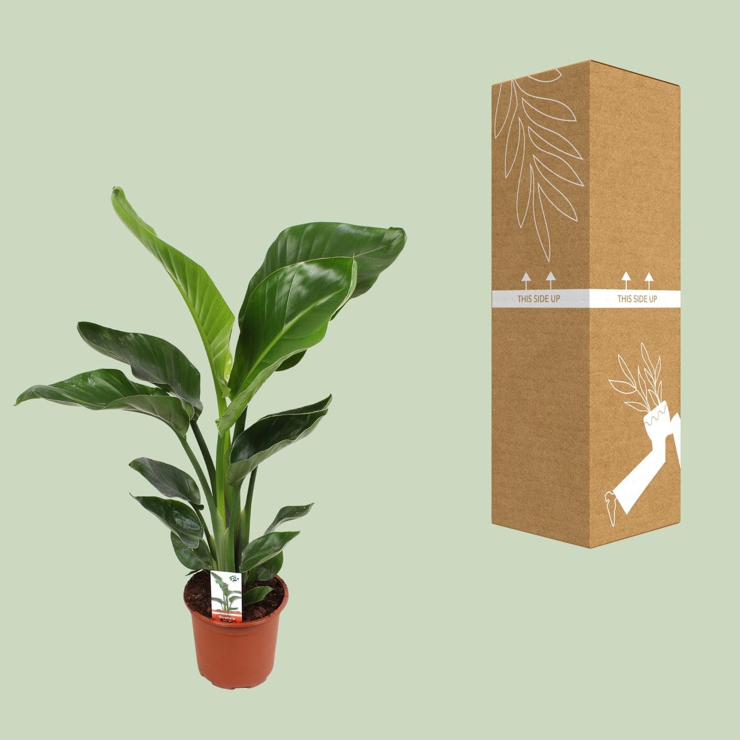 Strelitzia Nicolai – Paradiesvogelblume Ø17cm, ca. 70cm hoch