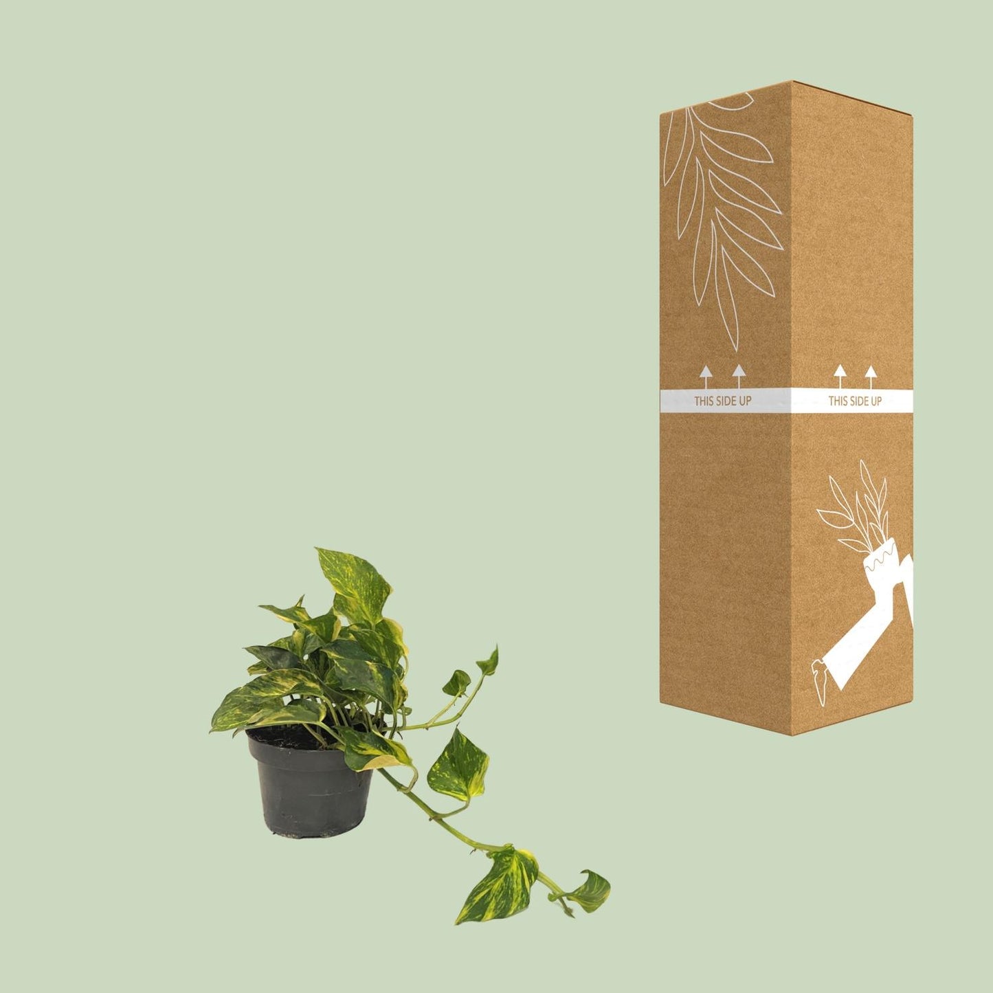 Scindapsus N'joy Gold – Pflegeleichte Zimmerpflanze Ø12cm