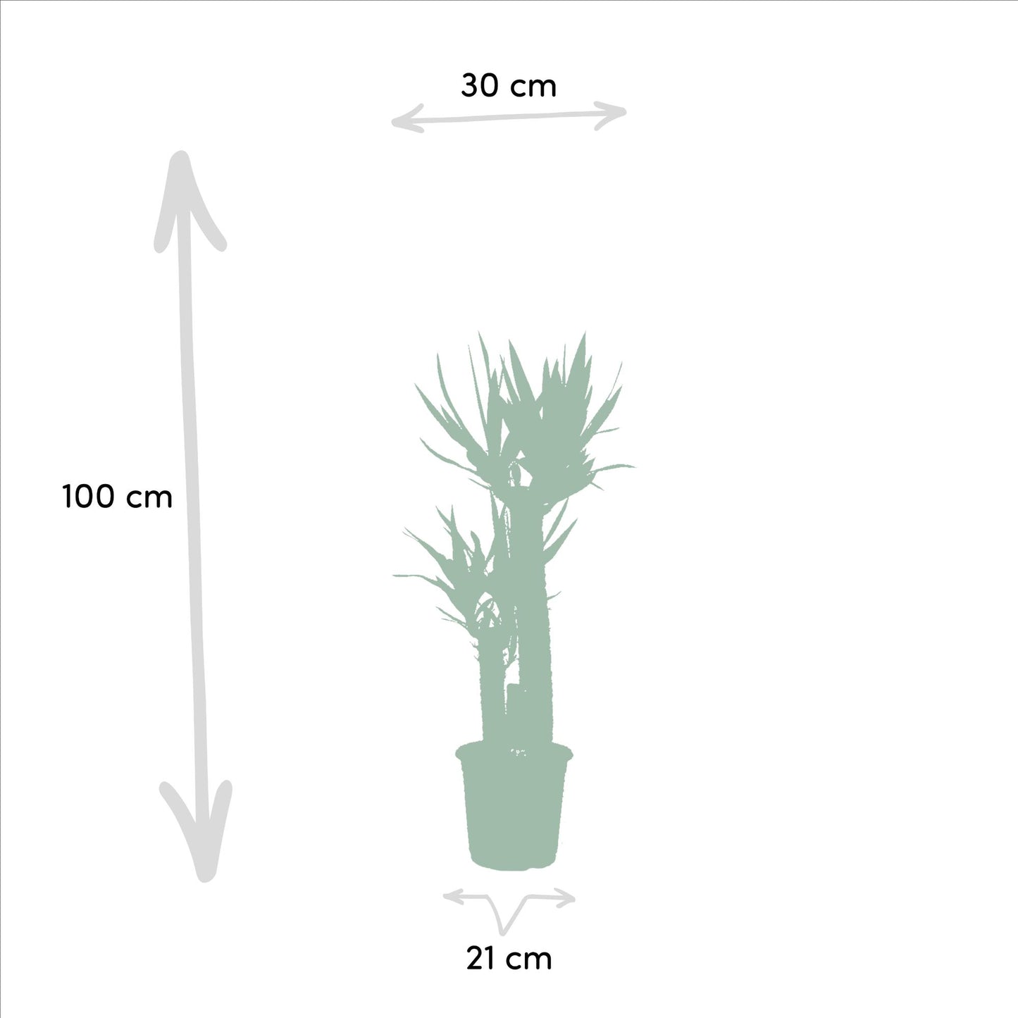 Dracaena & Yucca Zimmerpflanzen-Set – 120cm & 100cm