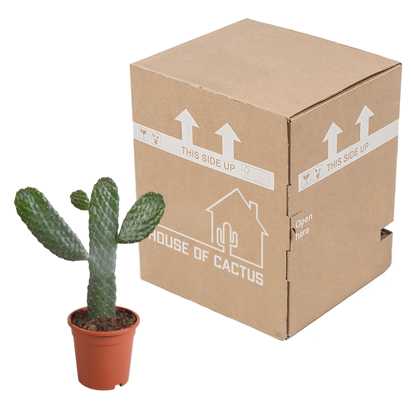 Opuntia consuela – Pflegeleichter Micky Mouse Kaktus 17 cm