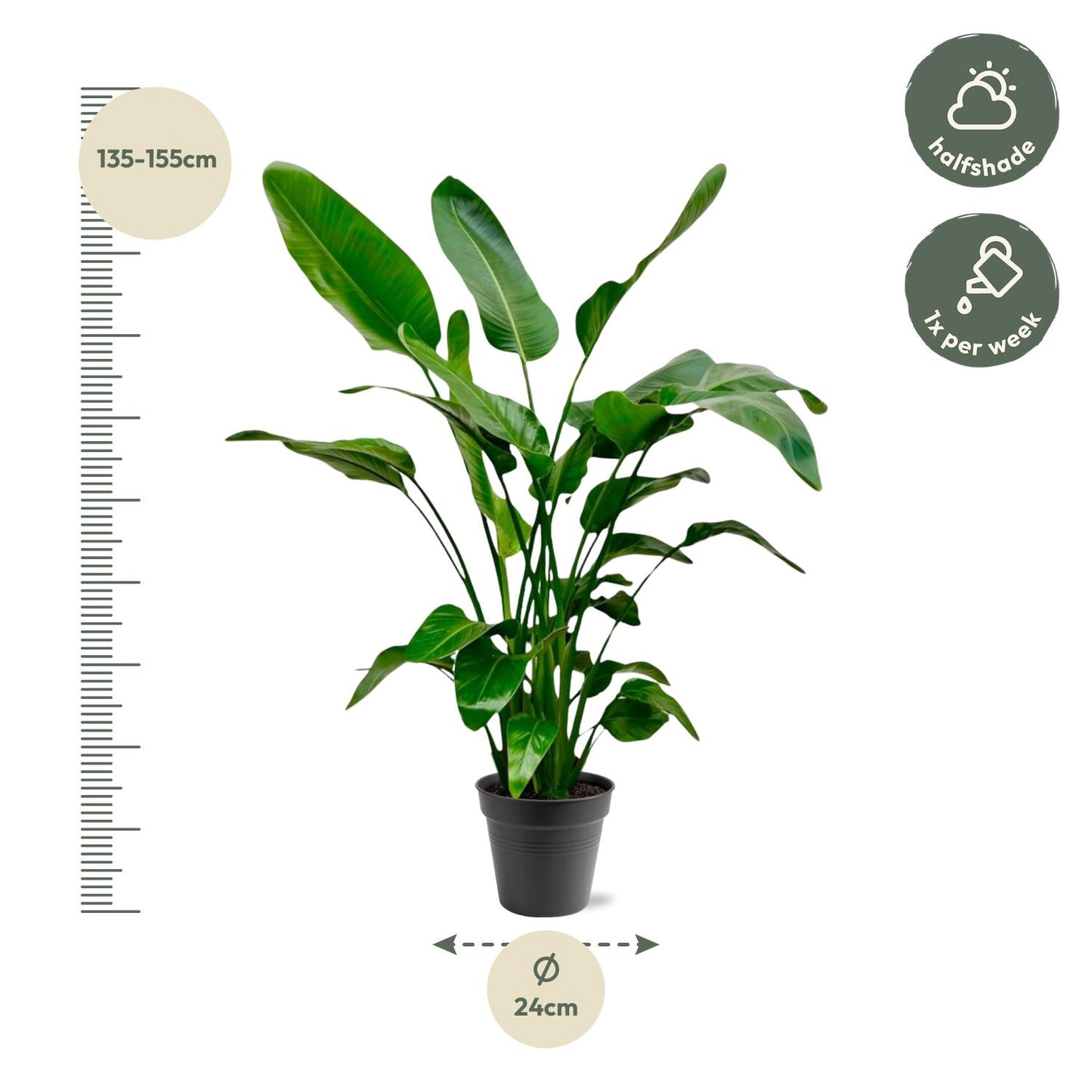 Strelitzia Nicolai – Tropische Zimmerpflanze 140-150 cm