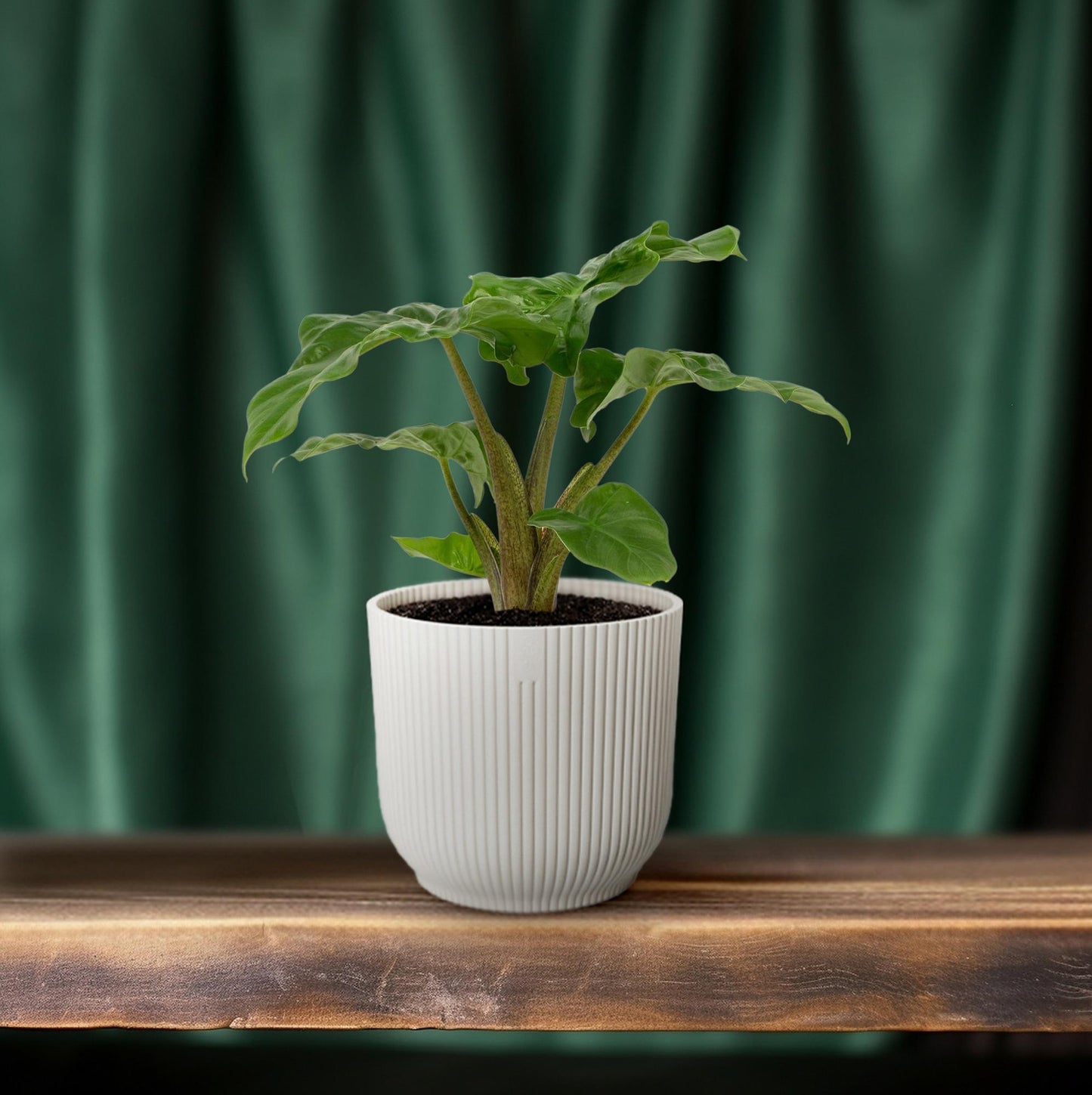 Alocasia Low Rider – Tropische, pflegeleichte Zimmerpflanze Ø12cm