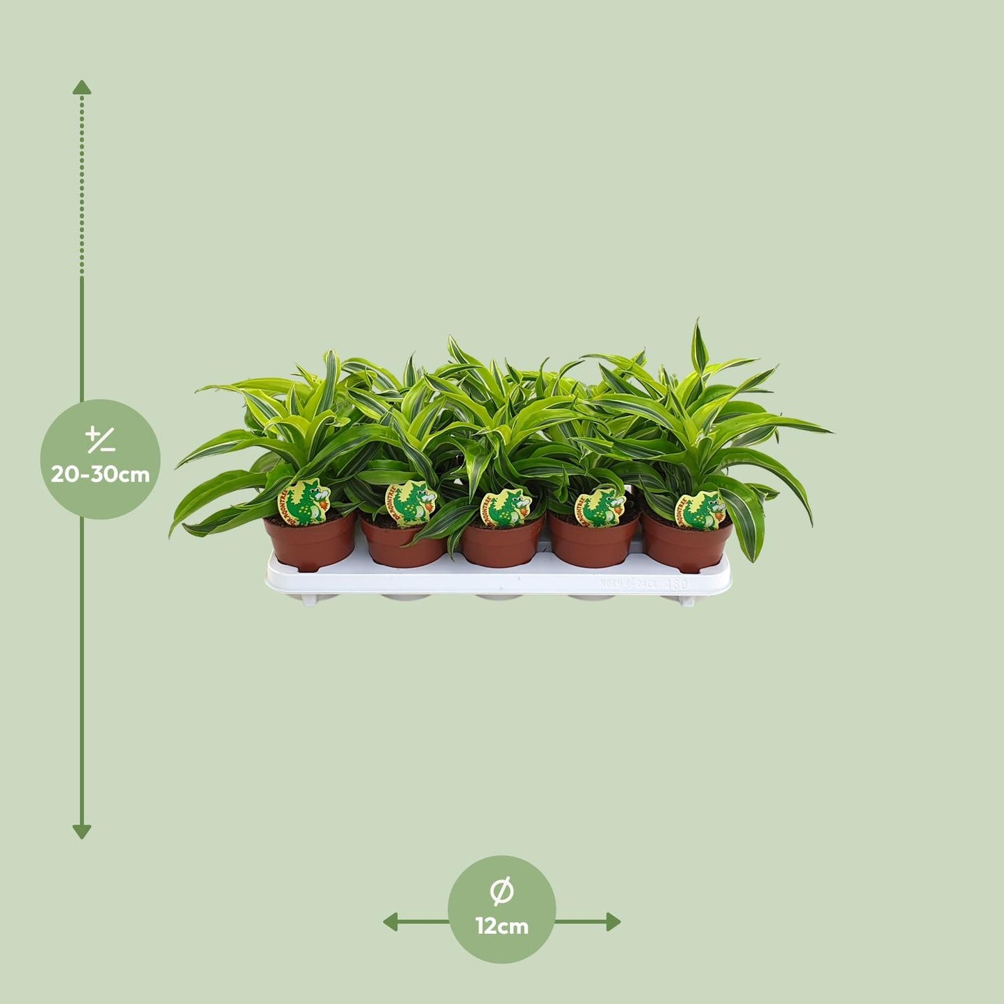 Dracaena Lemon Surprise – Pflegeleichte Zimmerpflanze Ø12cm
