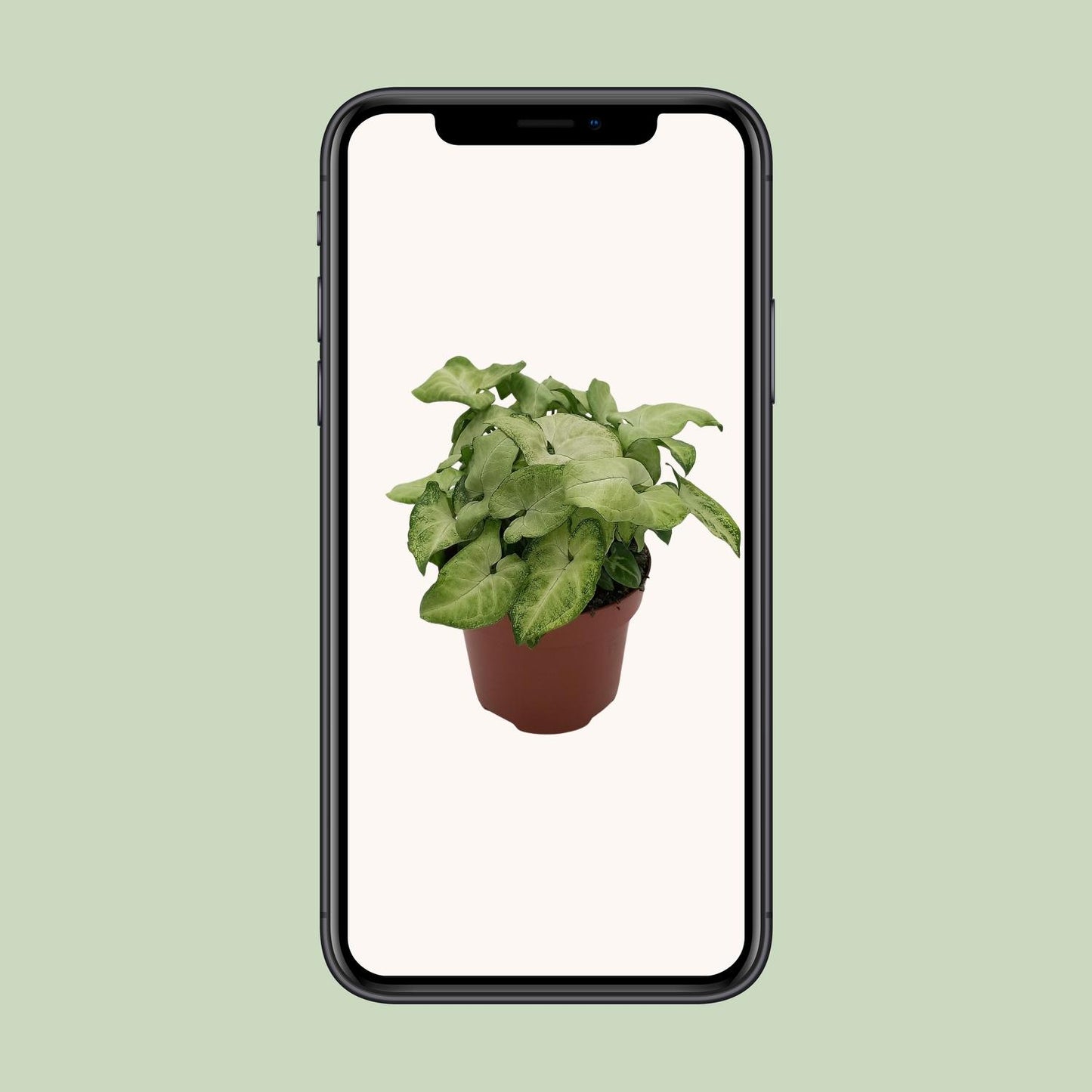 Syngonium 'White Butterfly' – kompakte Pfeilblatt-Rebe Ø13cm