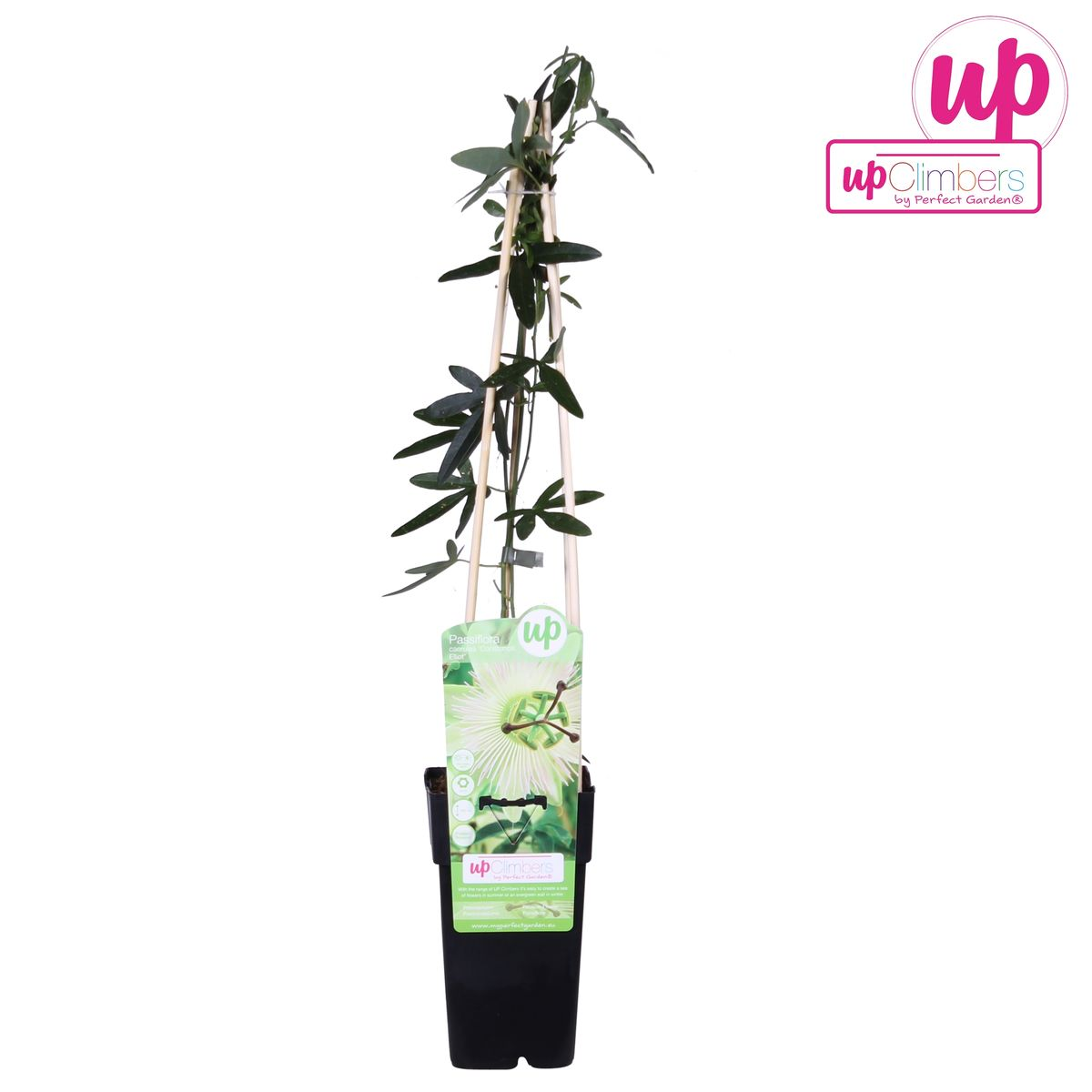 Weiße Passionsblume 'Constance Elliot' – Kletterpflanze Ø15cm