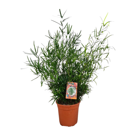 Asparagus falcatus – pflegeleichter Spargelfarn Ø21cm, 70cm hoch