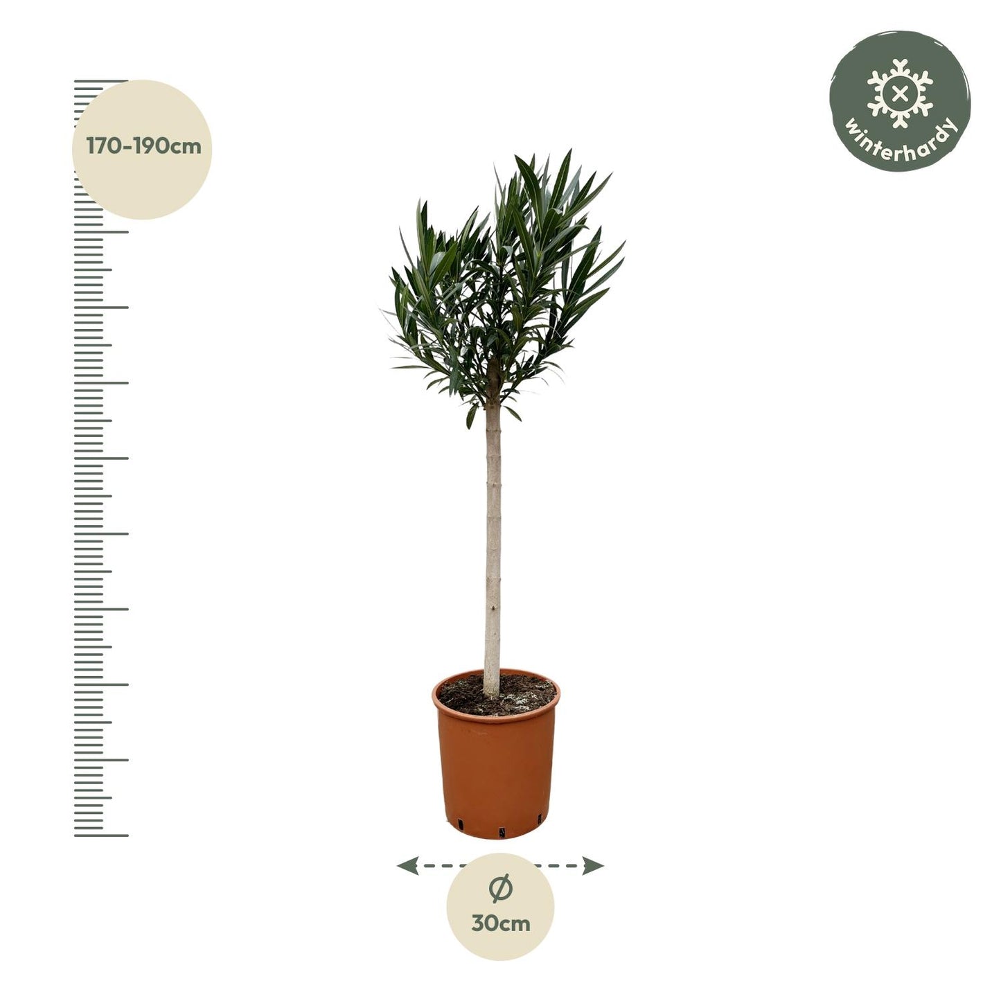 Nerium Oleander Stamm mit rosa Blüte – 170 cm – Ø30 cm