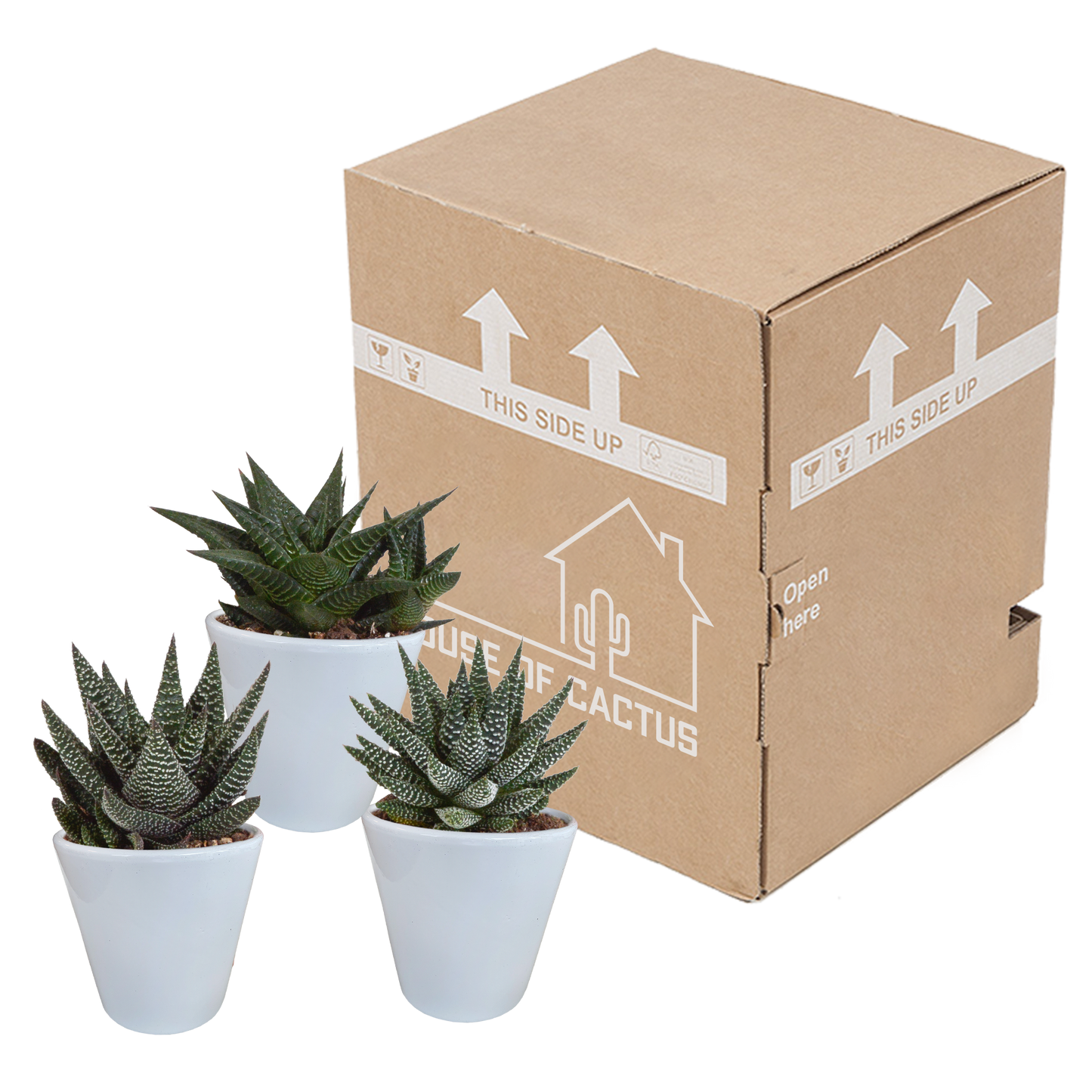 Gasteria & Haworthia Sukkulenten-Mix 3er im weißen Topf