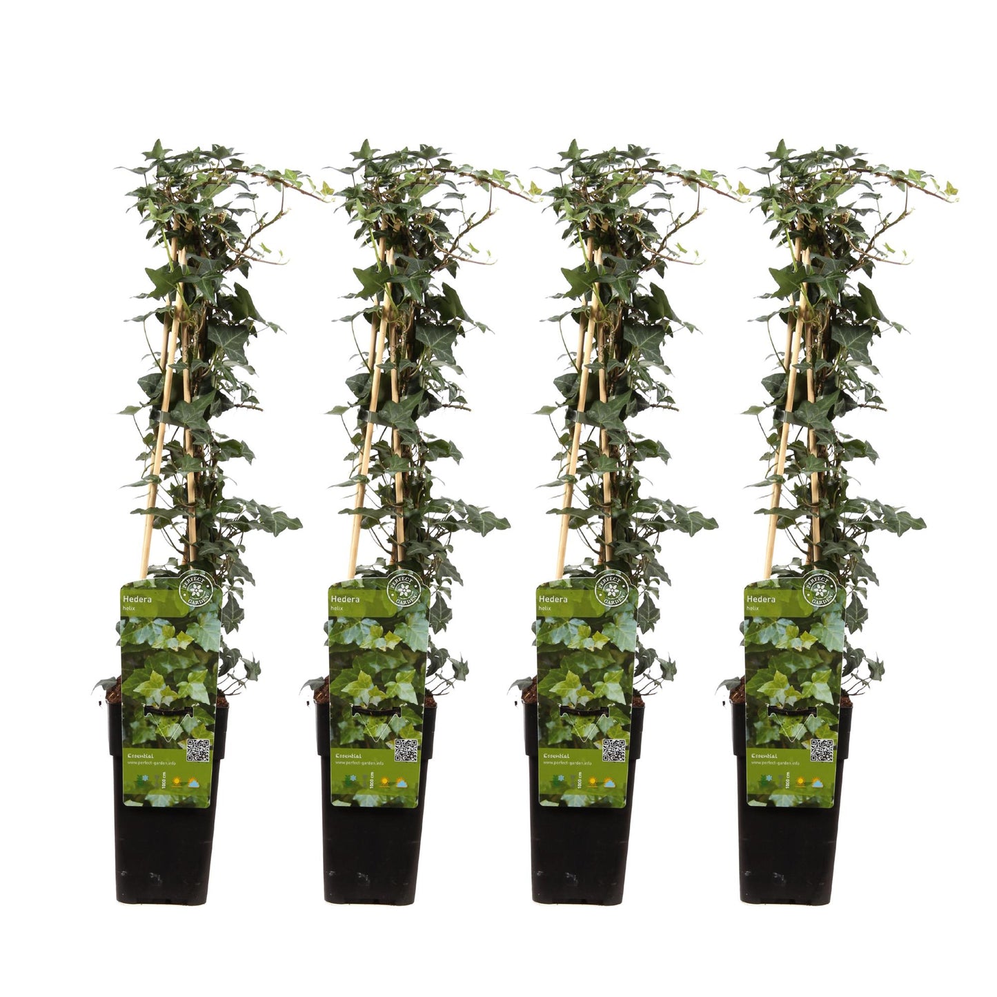 4x Efeu Hedera helix – 65 cm, Ø 15 cm Topf
