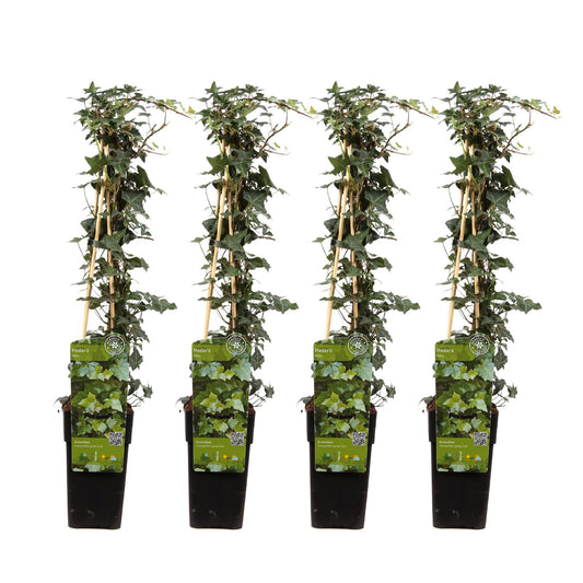 4x Efeu Hedera helix – 65 cm, Ø 15 cm Topf