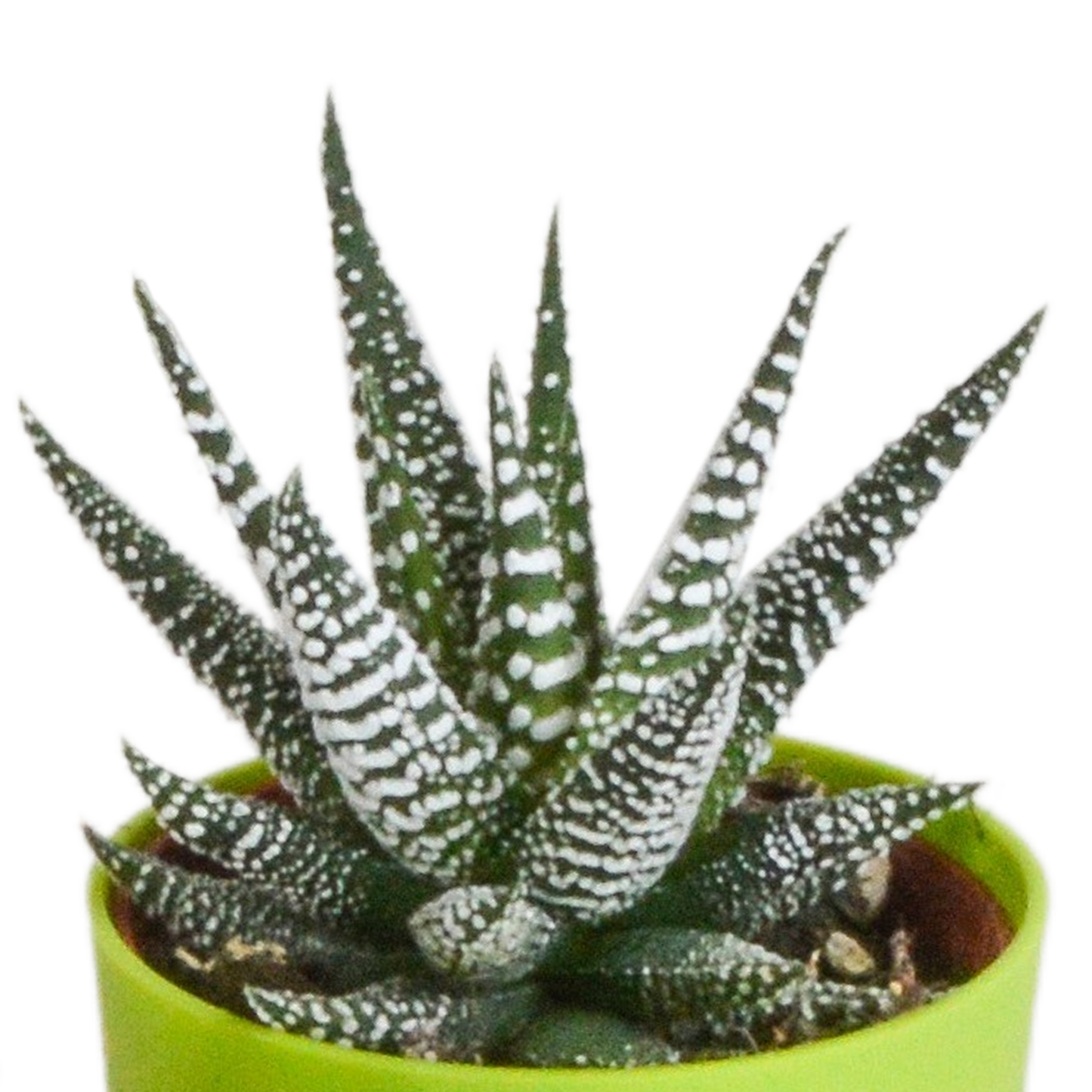 Gasteria & Haworthia Sukkulenten-Mix, 5er Set