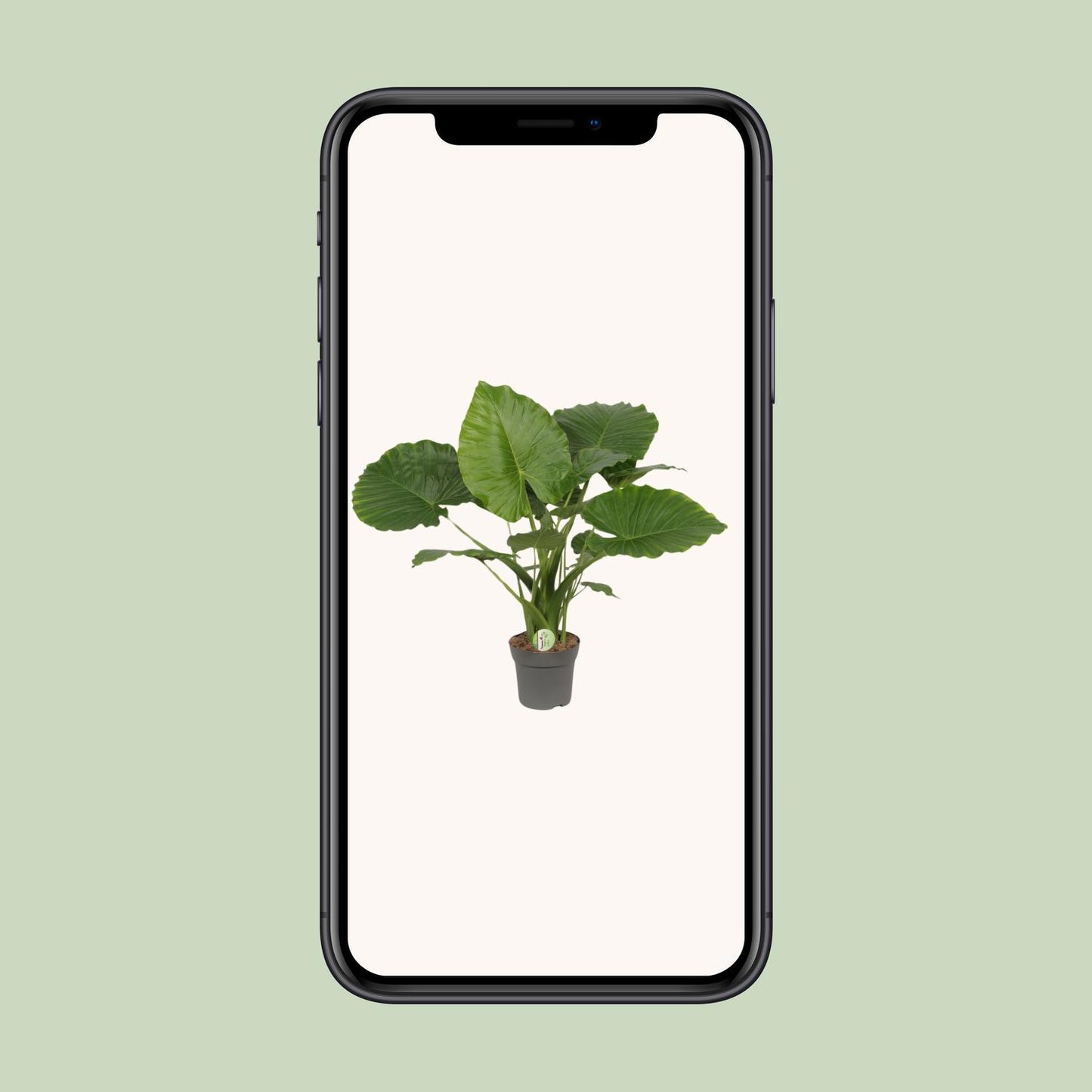 Alocasia Gageana California – Tropische Zimmerpflanze Ø21cm