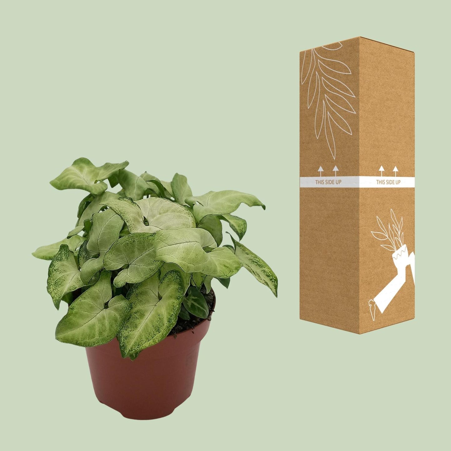 Syngonium 'White Butterfly' – kompakte Pfeilblatt-Rebe Ø13cm