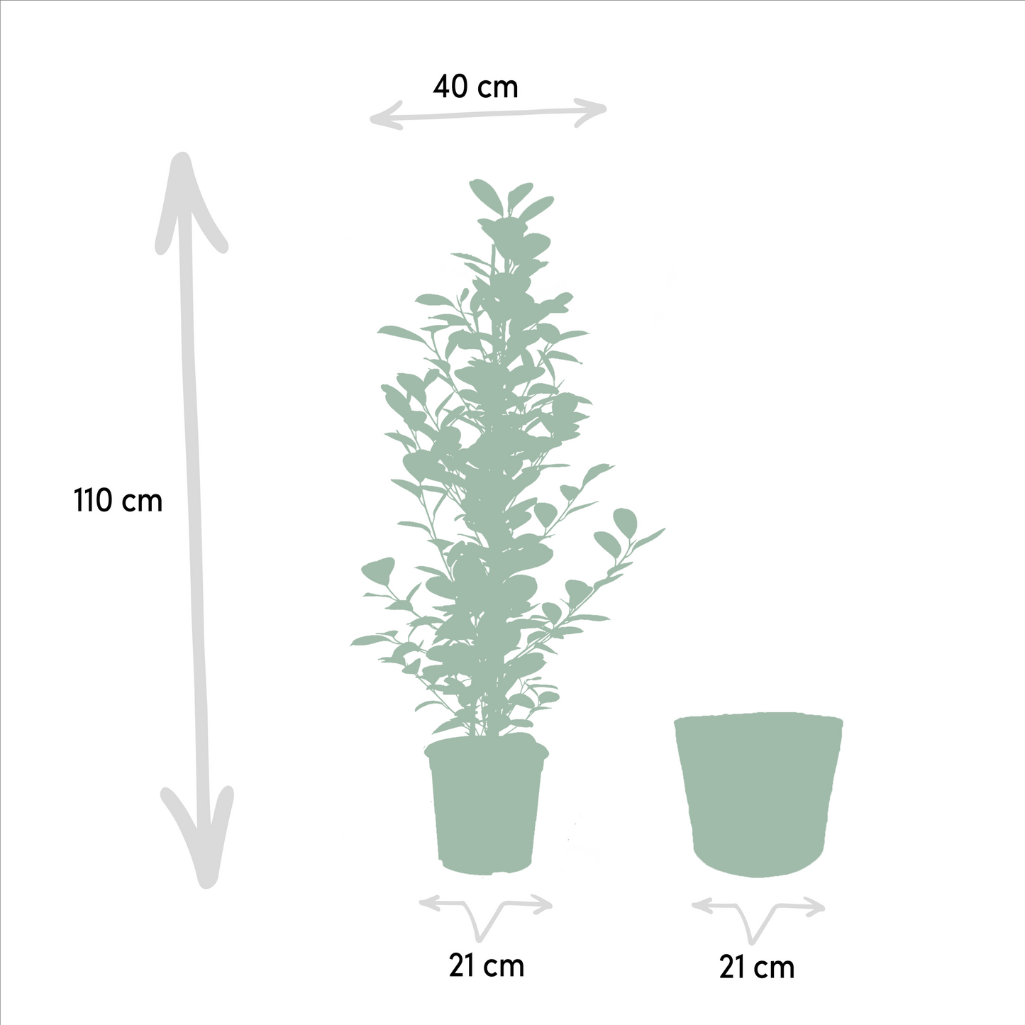 Ficus Trio im Korb – Benjamina & Microcarpa Ø21cm, ca. 95cm