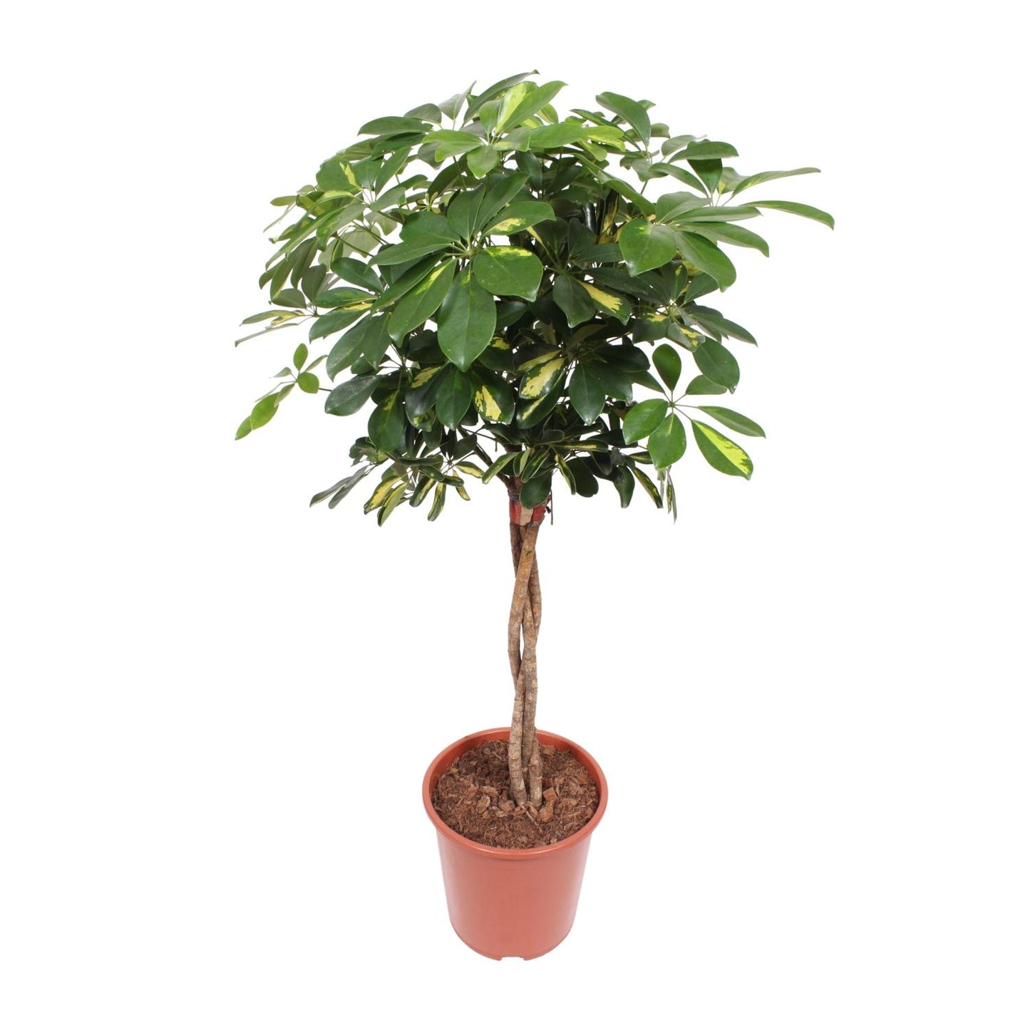 Schefflera Gold Capella – Pflegeleichte Tropen-Zimmerpflanze Ø27cm