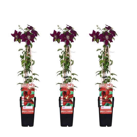 3x Clematis Niobe – Große rote Kletterpflanze Ø15cm, 65cm hoch