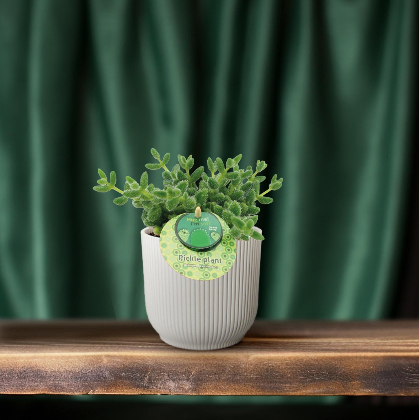 Delosperma Echinatum – Pflegeleichte Gurkenpflanze Ø12 cm