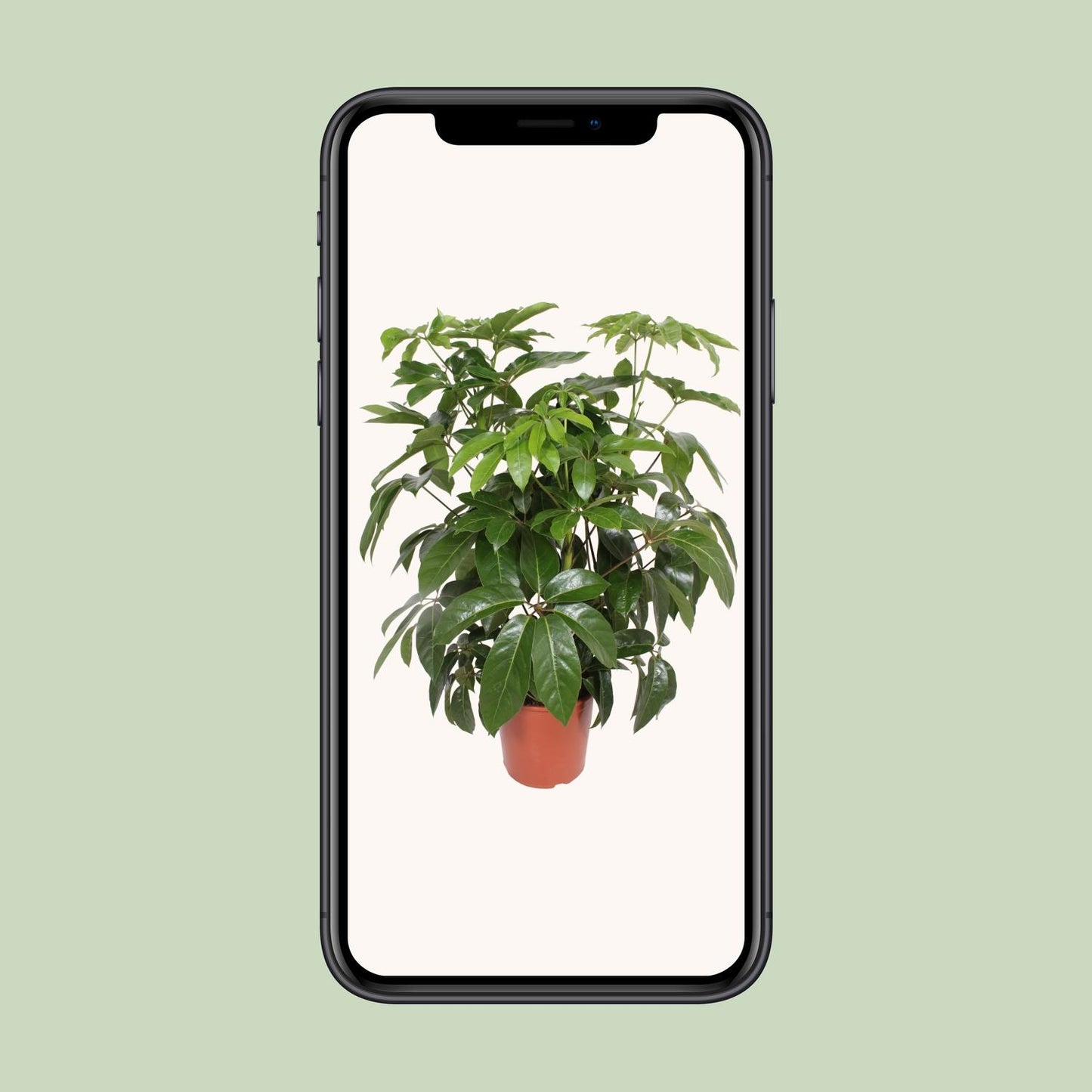 Schefflera Actinophylla 'Amate' – Schirmpflanze Ø30cm, 120cm hoch