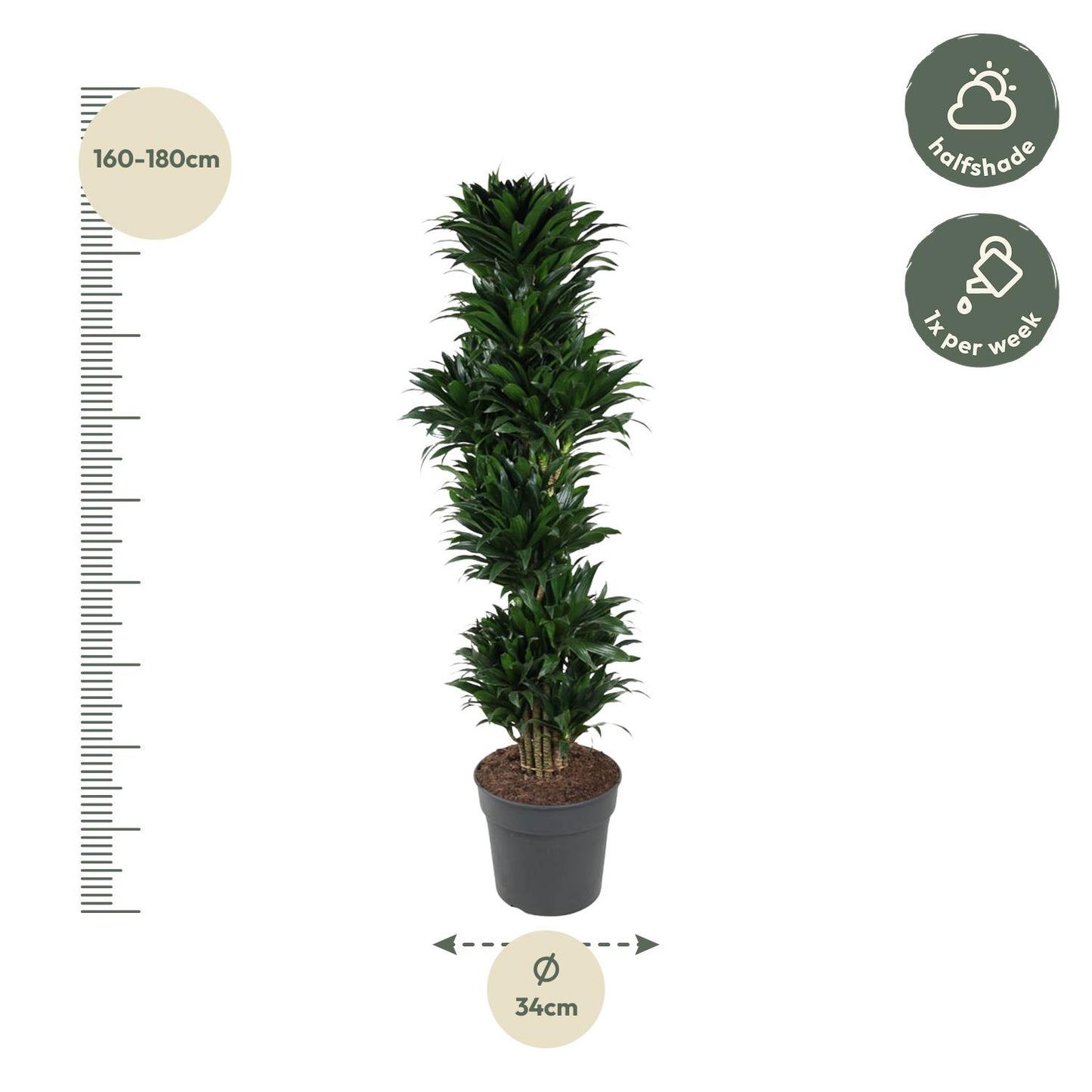 Dracaena Compacta – 170 cm – pflegeleichte Zimmerpflanze