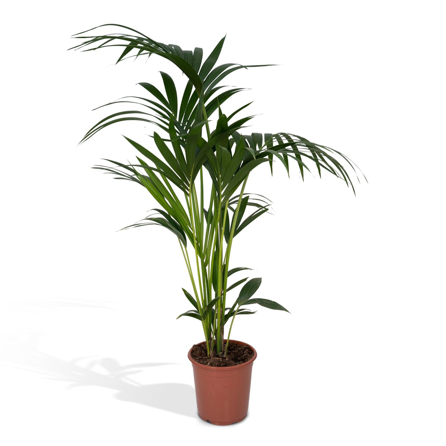 Kentia-Palme (Howea forsteriana) Ø21cm, Höhe ca. 120cm