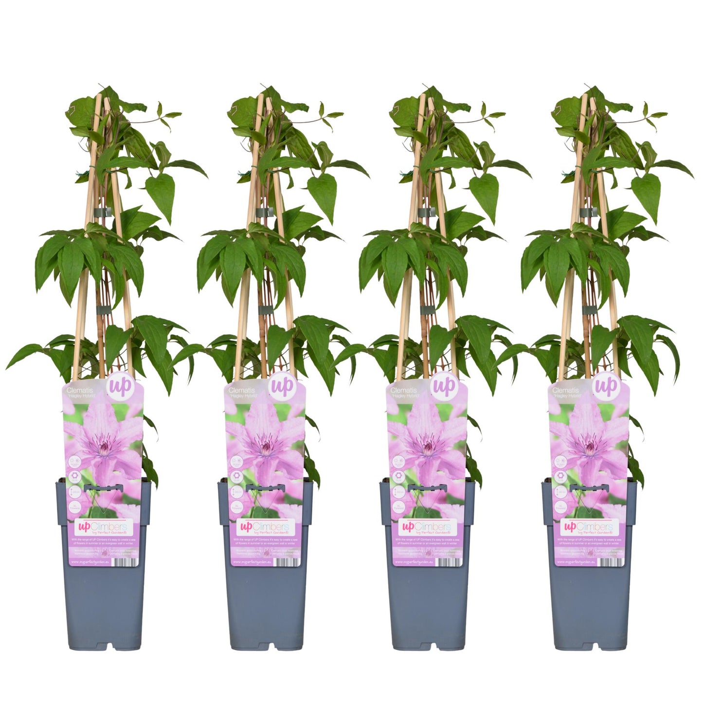 4x Clematis Hagley Hybrid – Große rosa Blüten, Ø15cm, 65cm Höhe