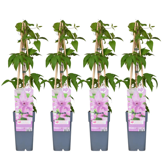 4x Clematis Hagley Hybrid – Große rosa Blüten, Ø15cm, 65cm Höhe