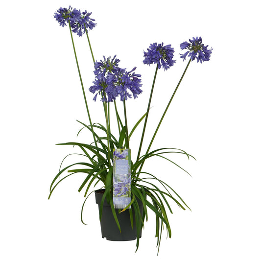 Agapanthus 'Ever Sapphire' – Tiefblaue Blüten, Ø19cm Topf