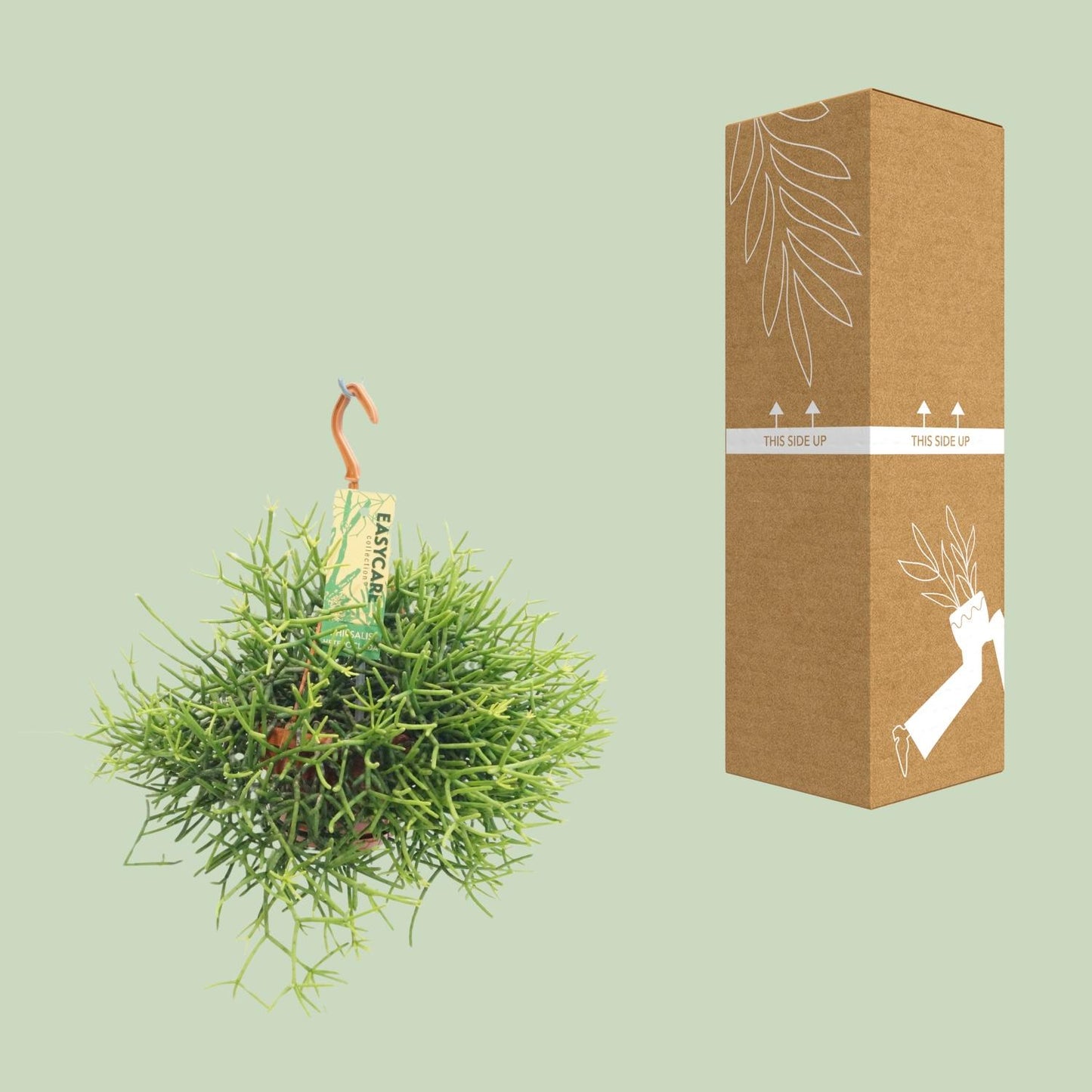 Rhipsalis Heteroclada – pflegeleichte Hängepflanze Ø14 cm