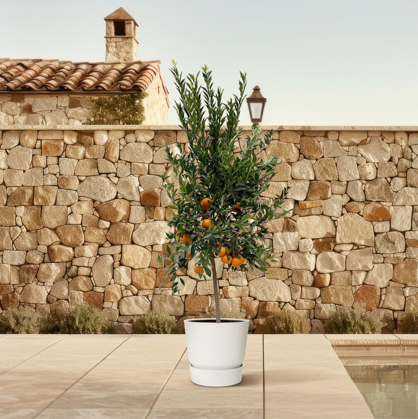 Citrus Mandarino – 200 cm – Ø 40 cm – Duftender Zitrusbaum