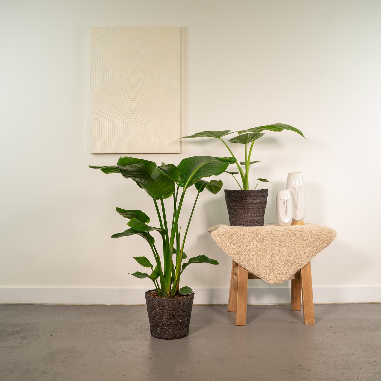 Strelitzia Nicolai & Alocasia Macrorrhiza im Korb Ø19cm