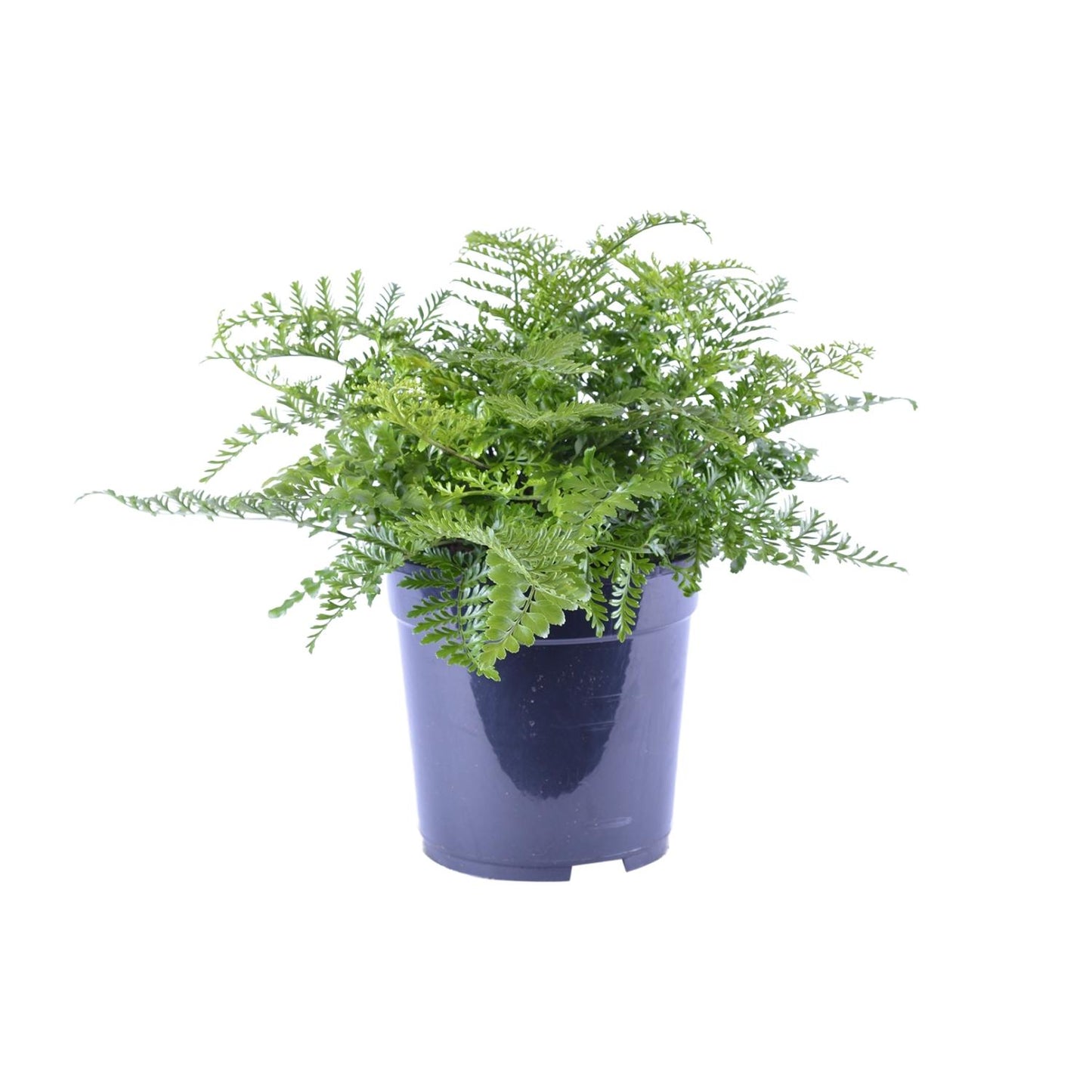 Asplenium Parvati – Eleganter Zimmerfarn Ø21cm