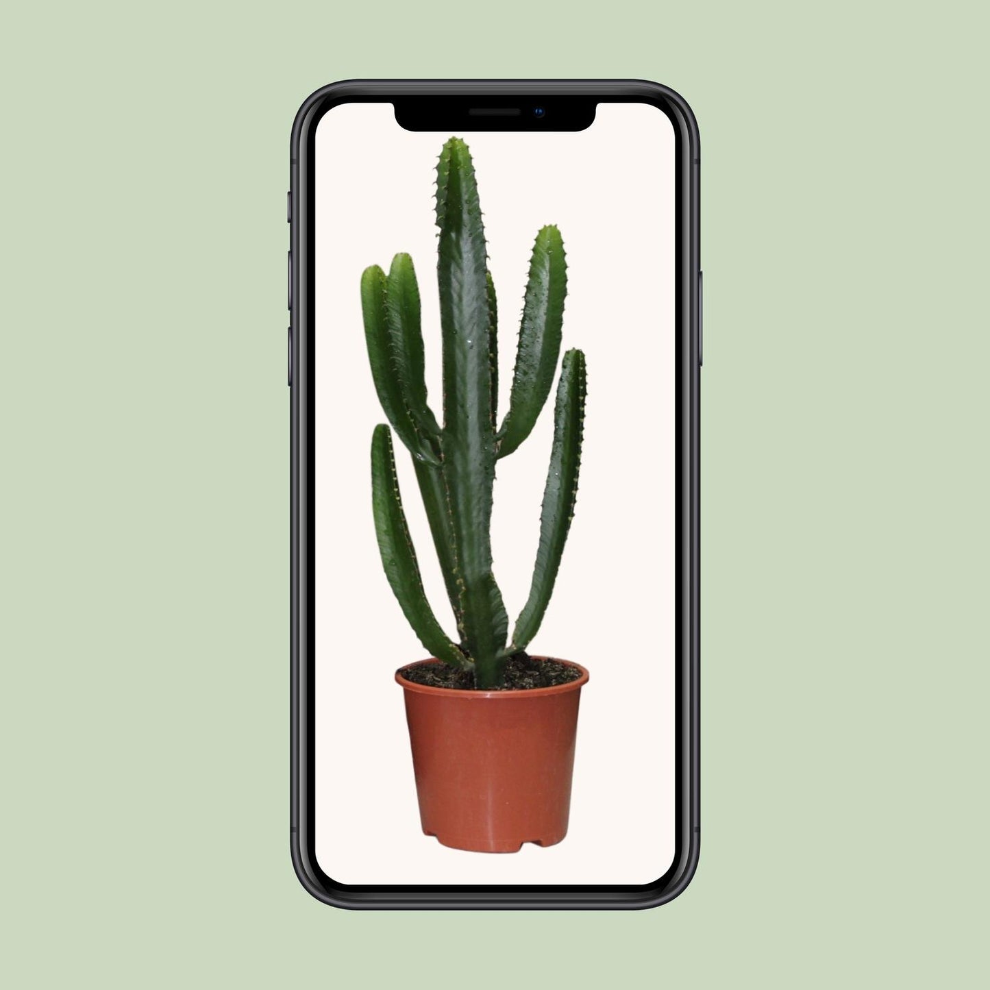 Euphorbia Triangularis – Pflegeleichte Zimmerpflanze Ø17cm