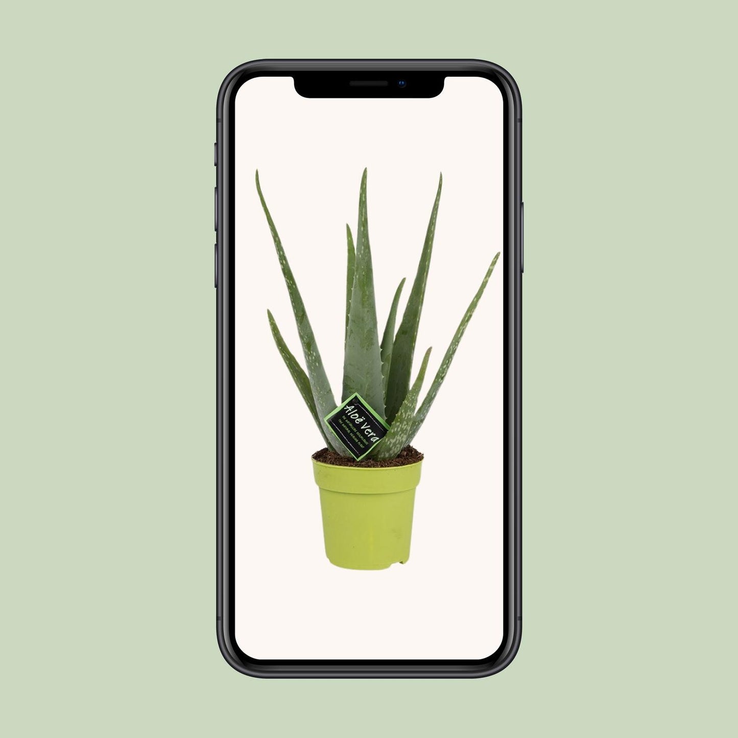 Aloe Vera Zimmerpflanze Ø12cm, 45cm hoch – Pflegeleicht & Luftreinigend