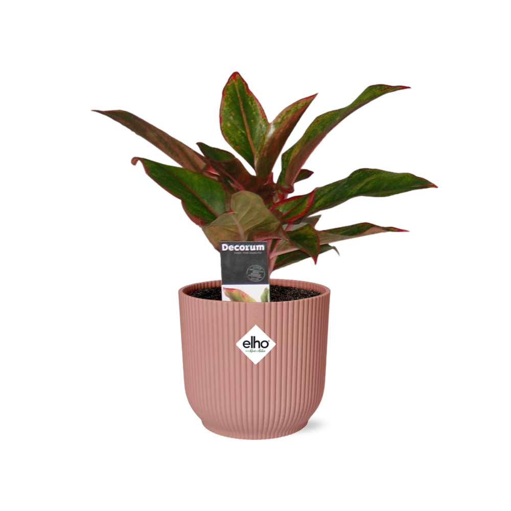 Aglaonema Crete in ELHO Vibes Fold 14 cm rosa – Luftreinigende Zimmerpflanze