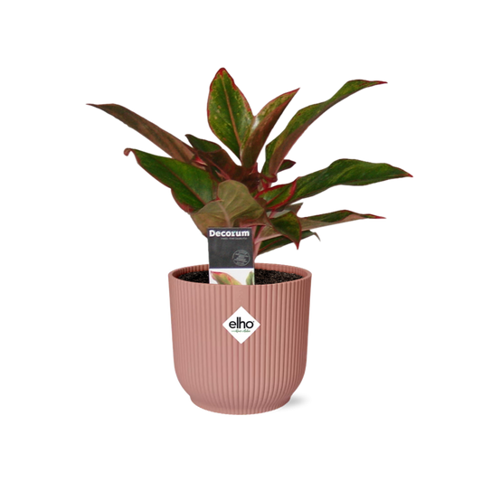 Aglaonema Crete in ELHO Vibes Fold 14 cm rosa – Luftreinigende Zimmerpflanze